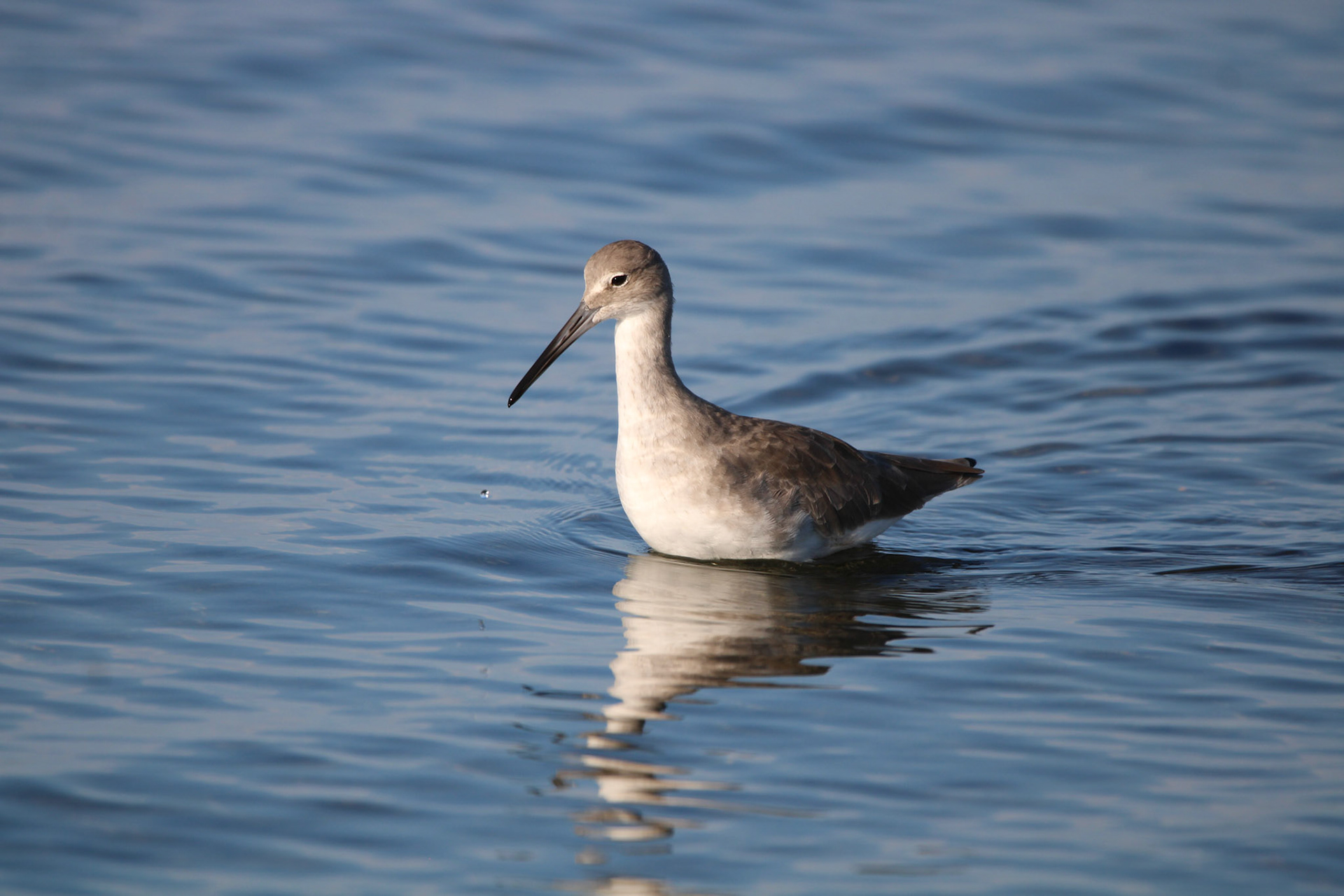 Willet