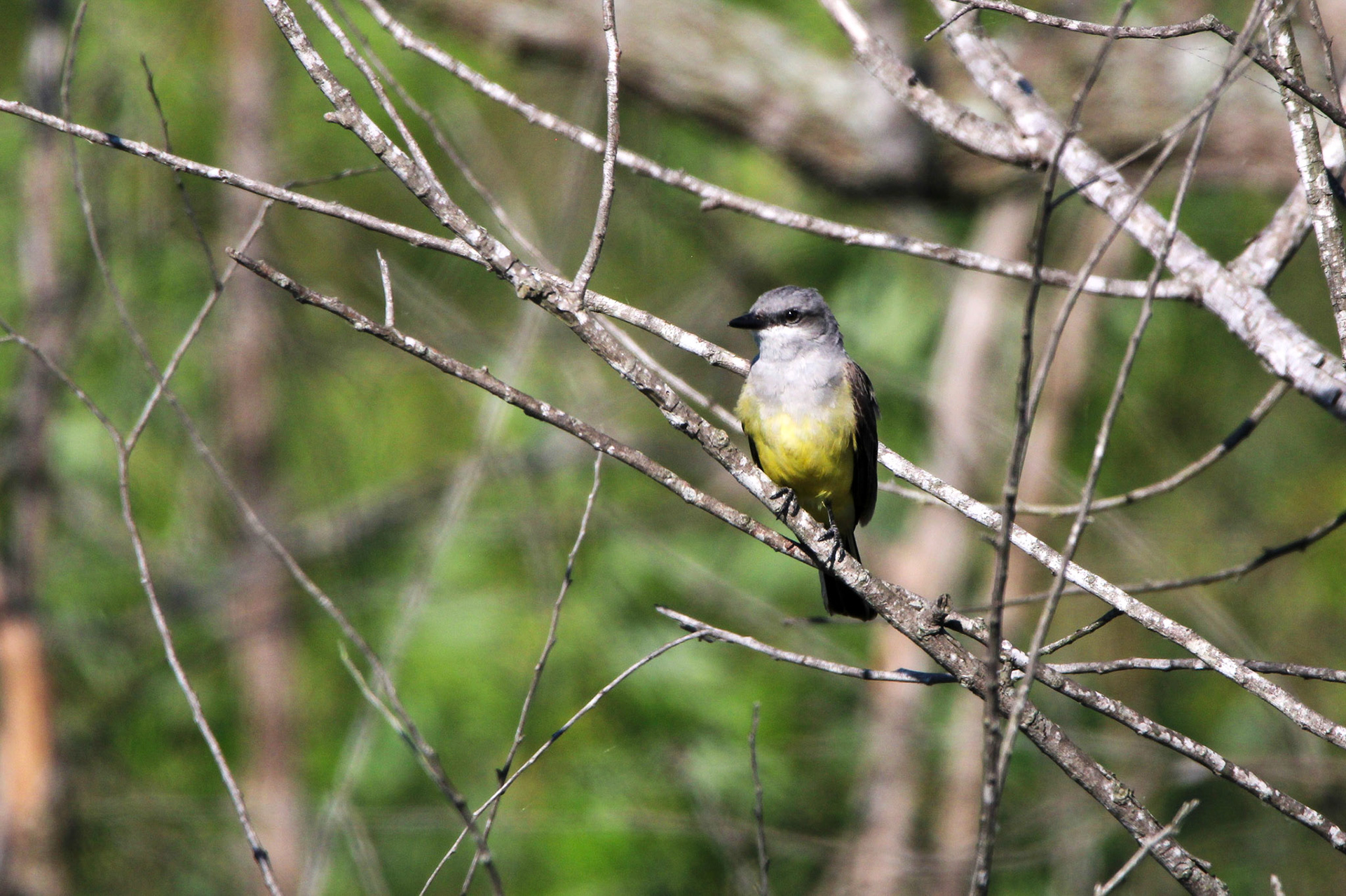 Western Kingbird - Rotenberger Wildlife Management Area