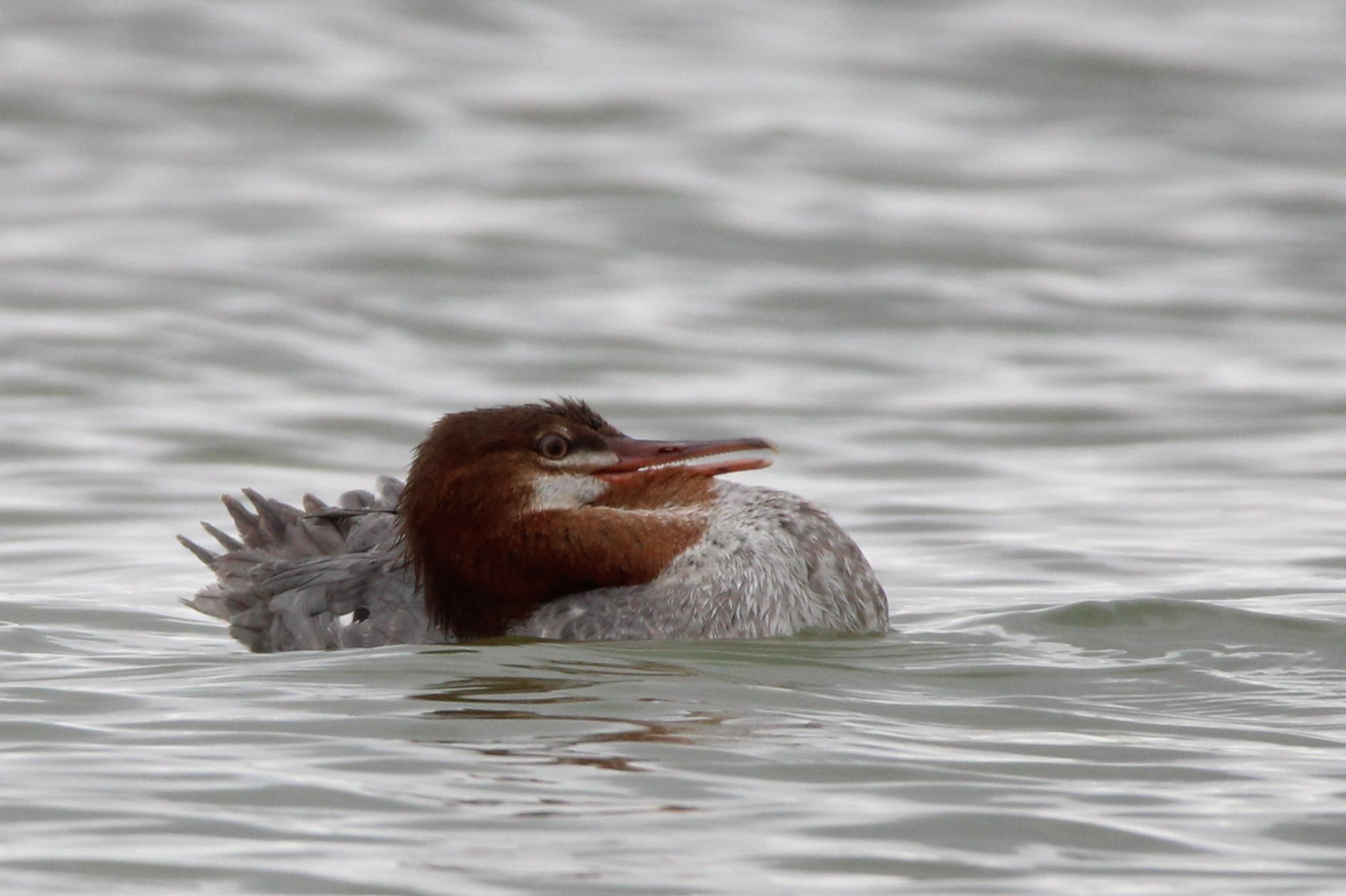 Common Merganser