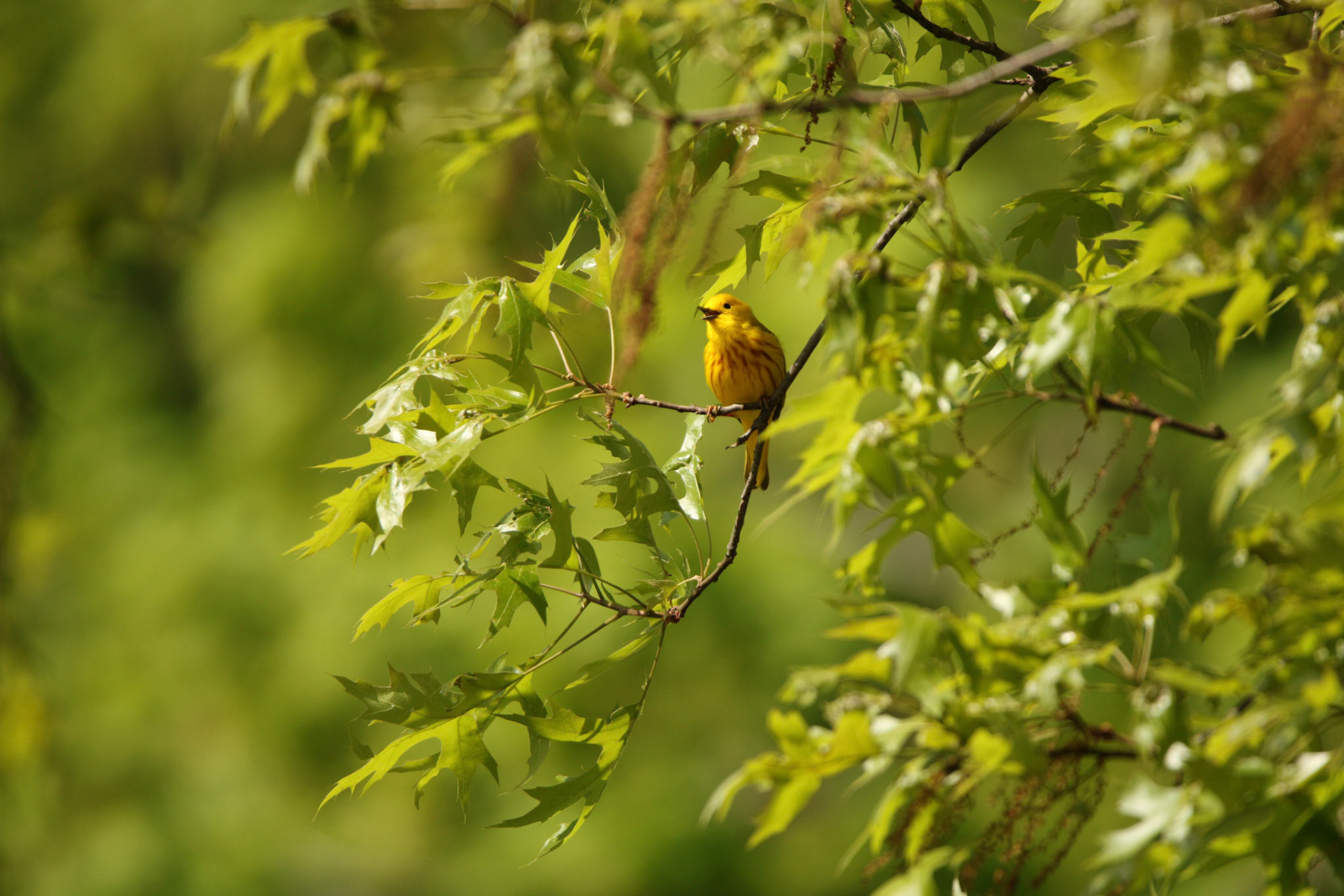Yellow Warbler