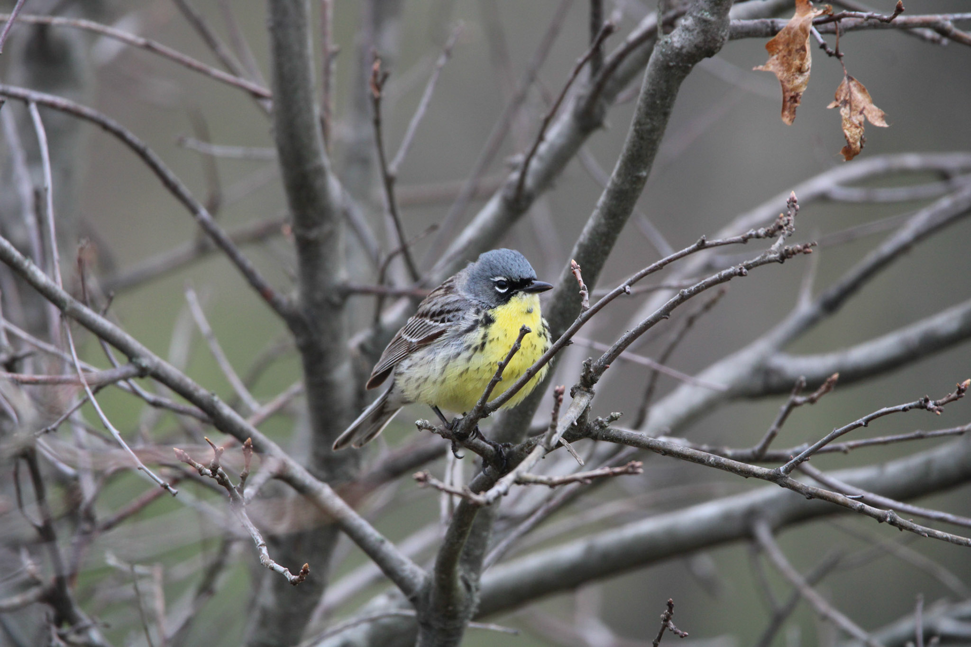 Kirtland's Warbler
