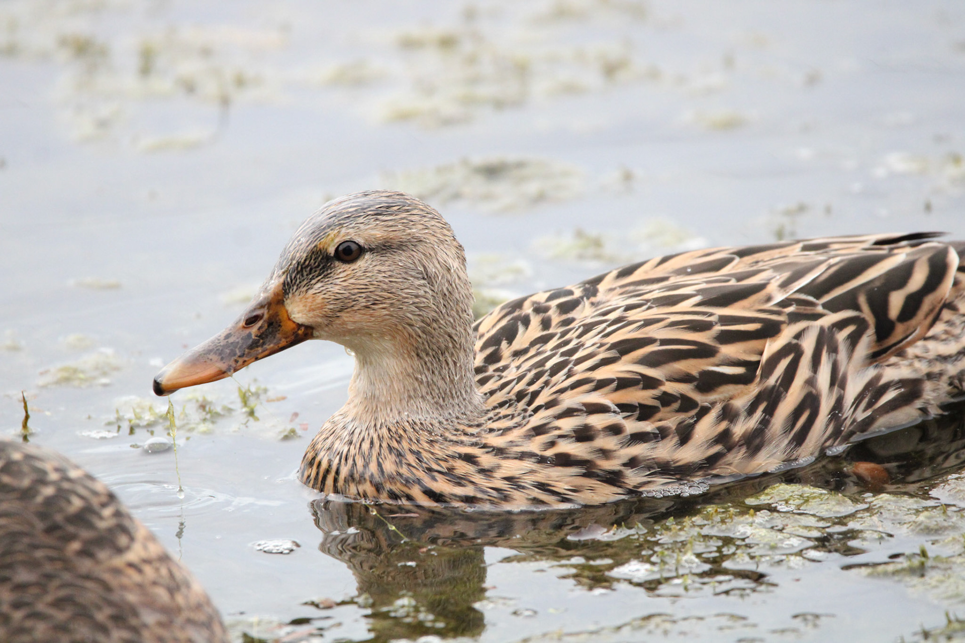 Mottled Duck