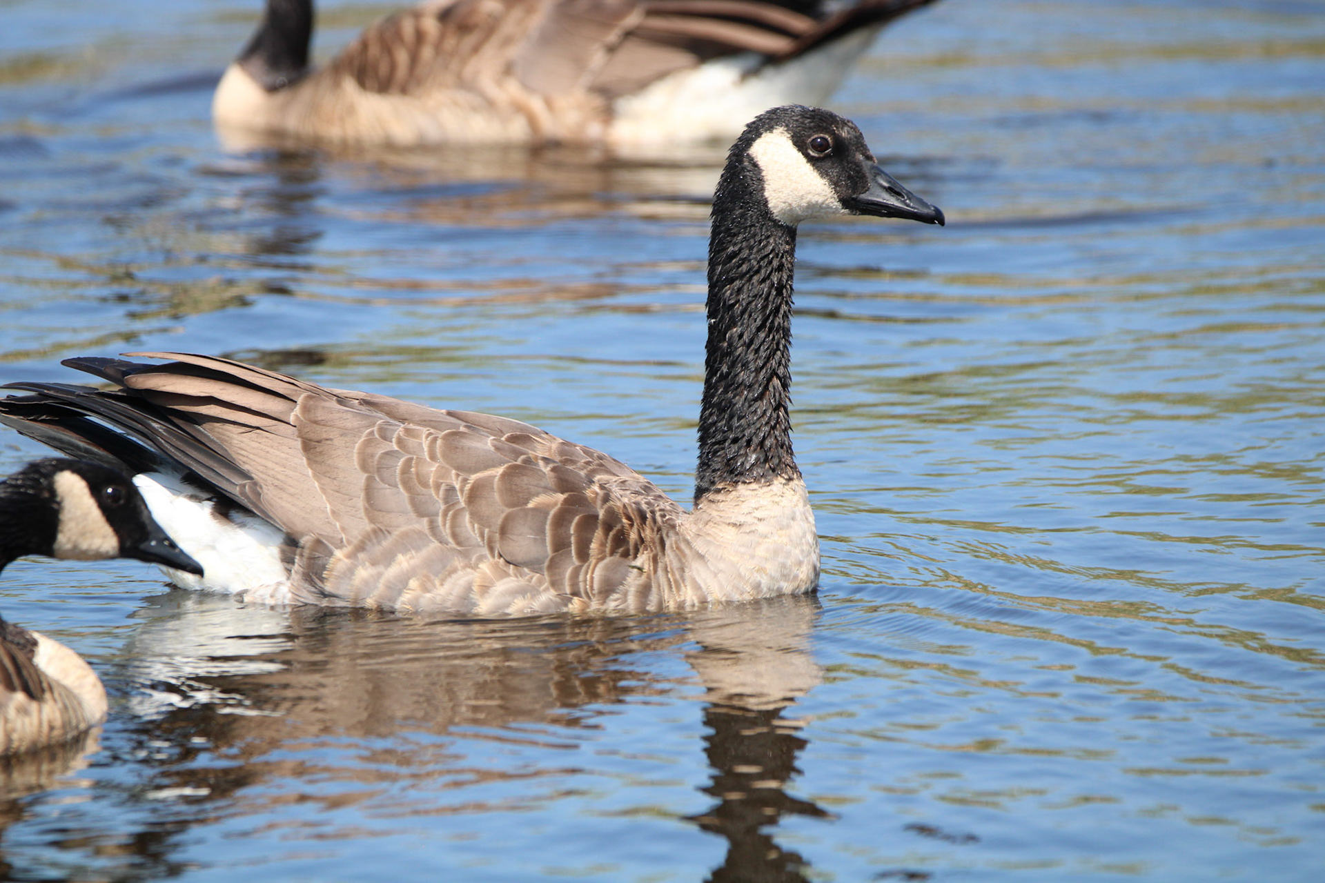 Canada Goose - Horicon Marsh