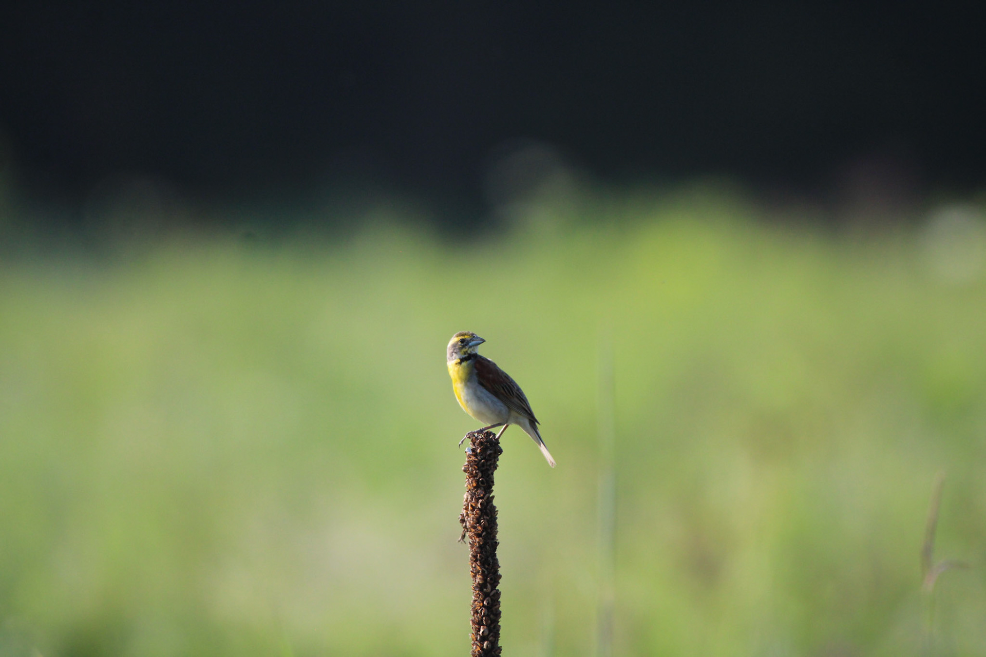 Dickcissel