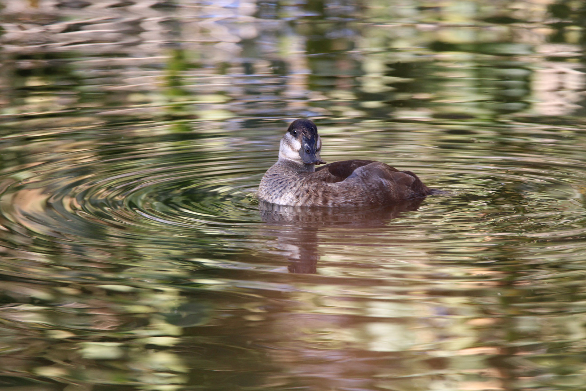 Ruddy Duck