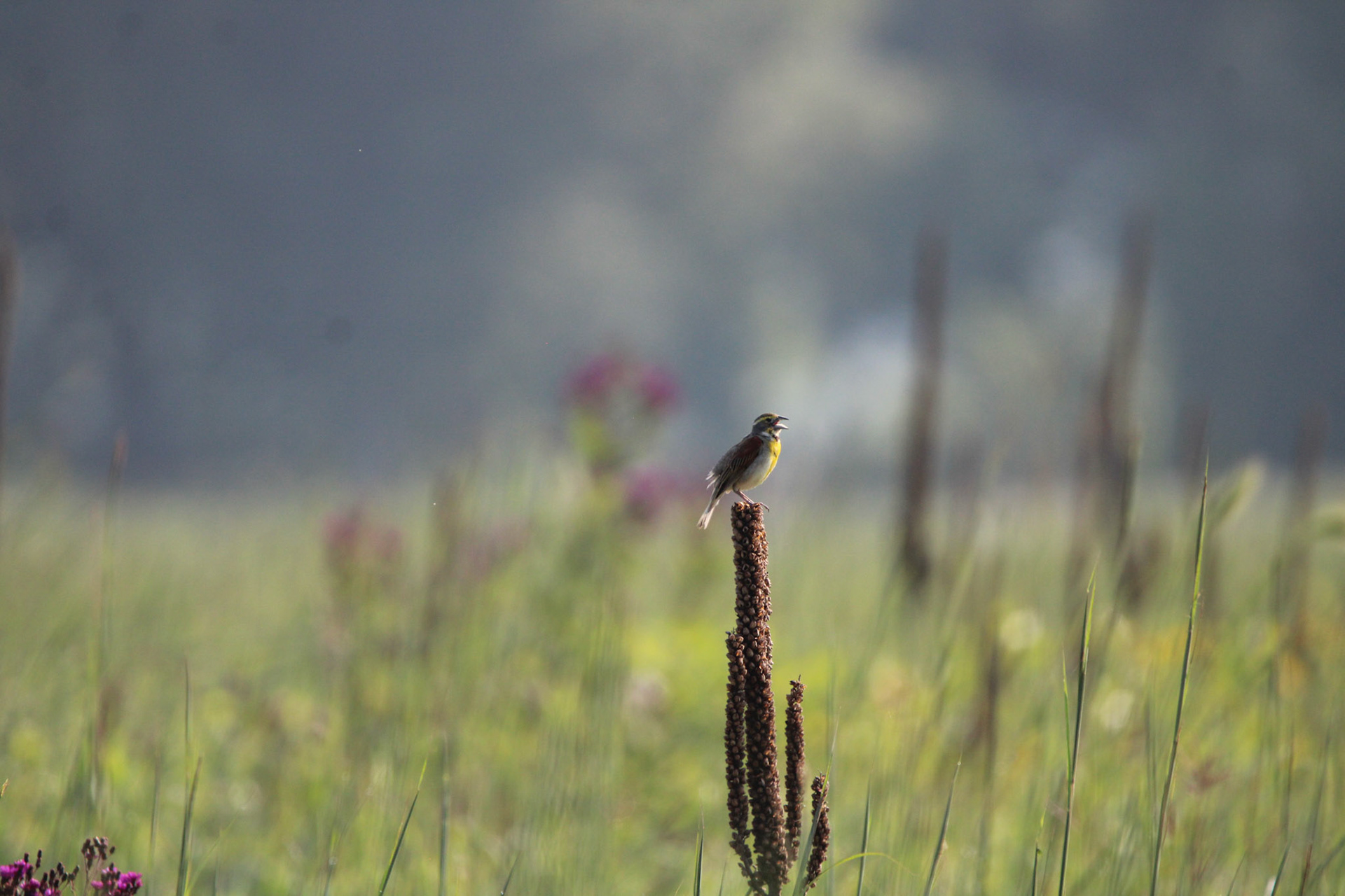 Dickcissel