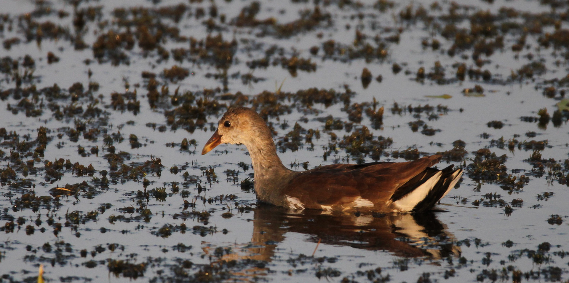 Common Gallinule - Juvenile