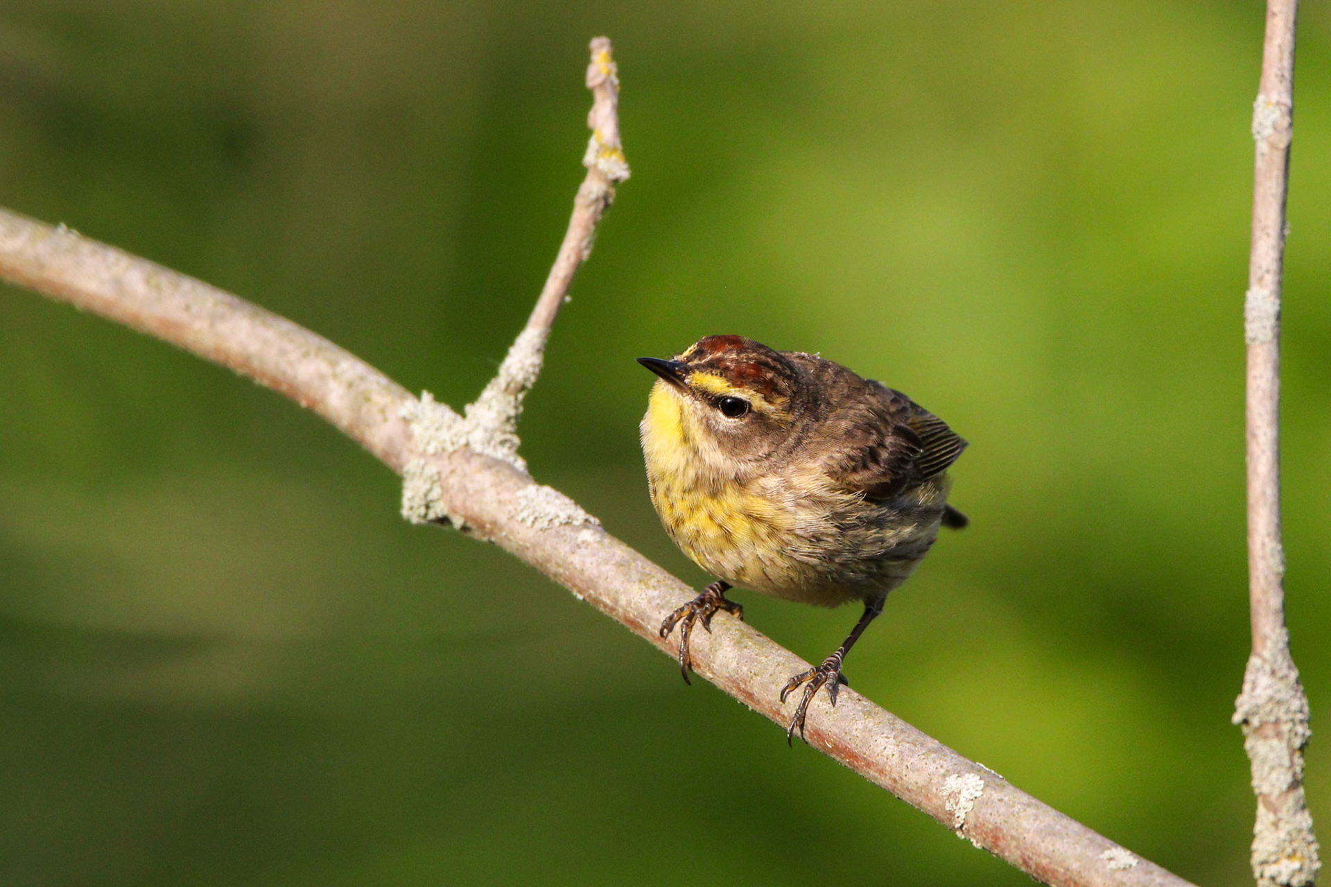 Palm Warbler