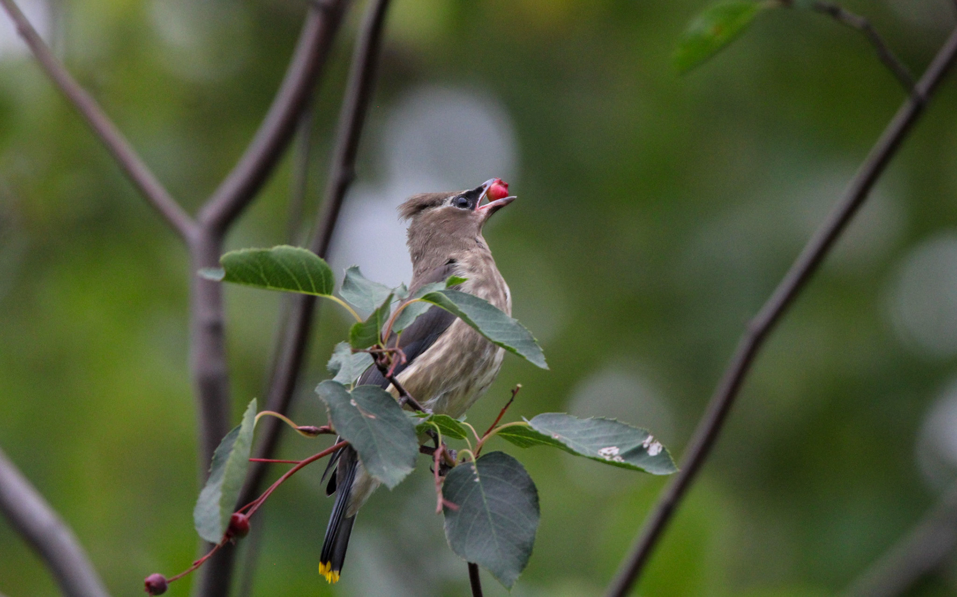 Cedar Waxwing - Shipwreck Creek Campground