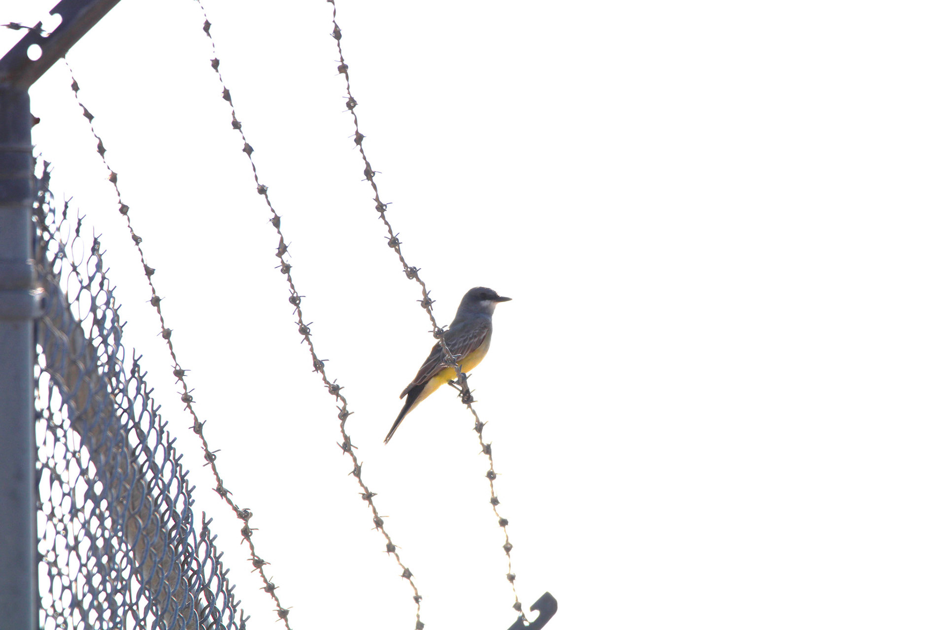 Cassin's Kingbird - Holey Land Wildlife Management Area