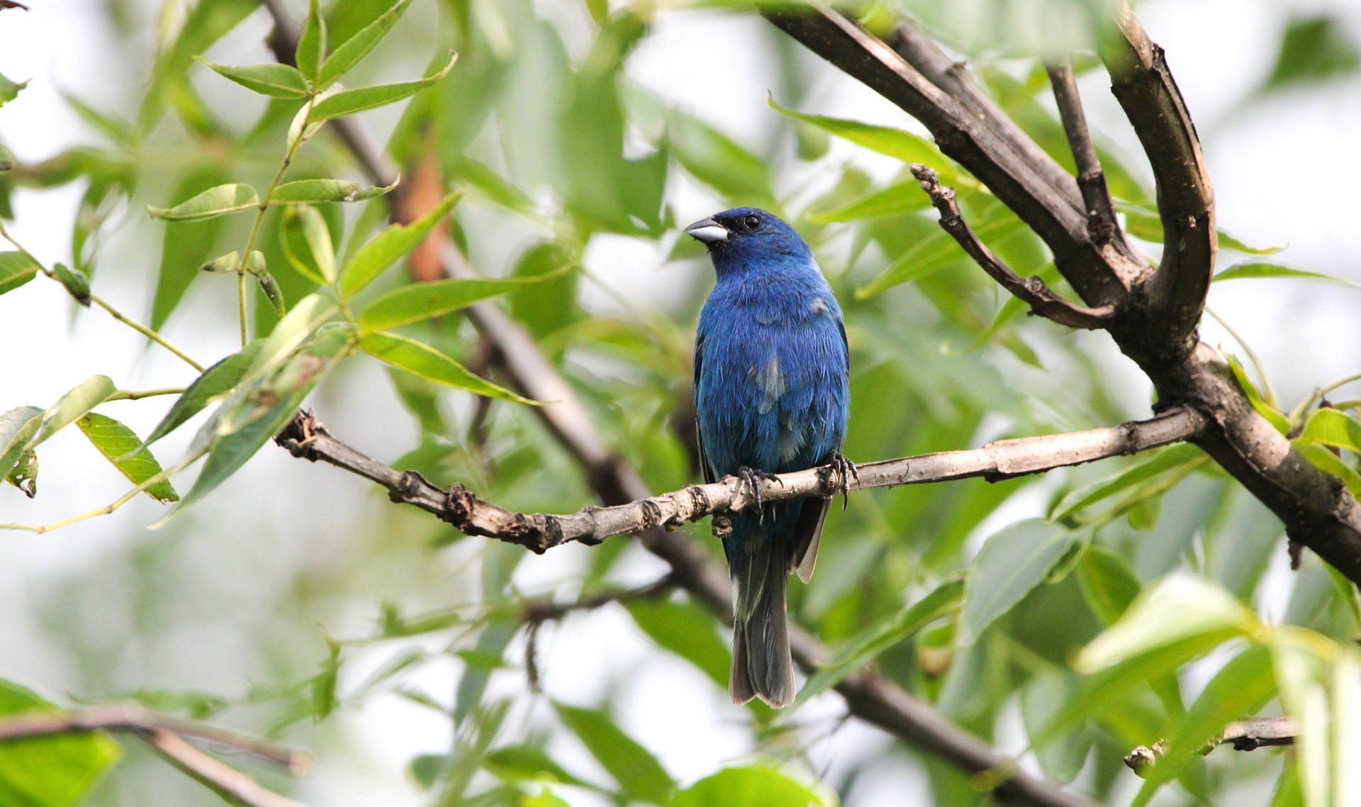 Indigo Bunting