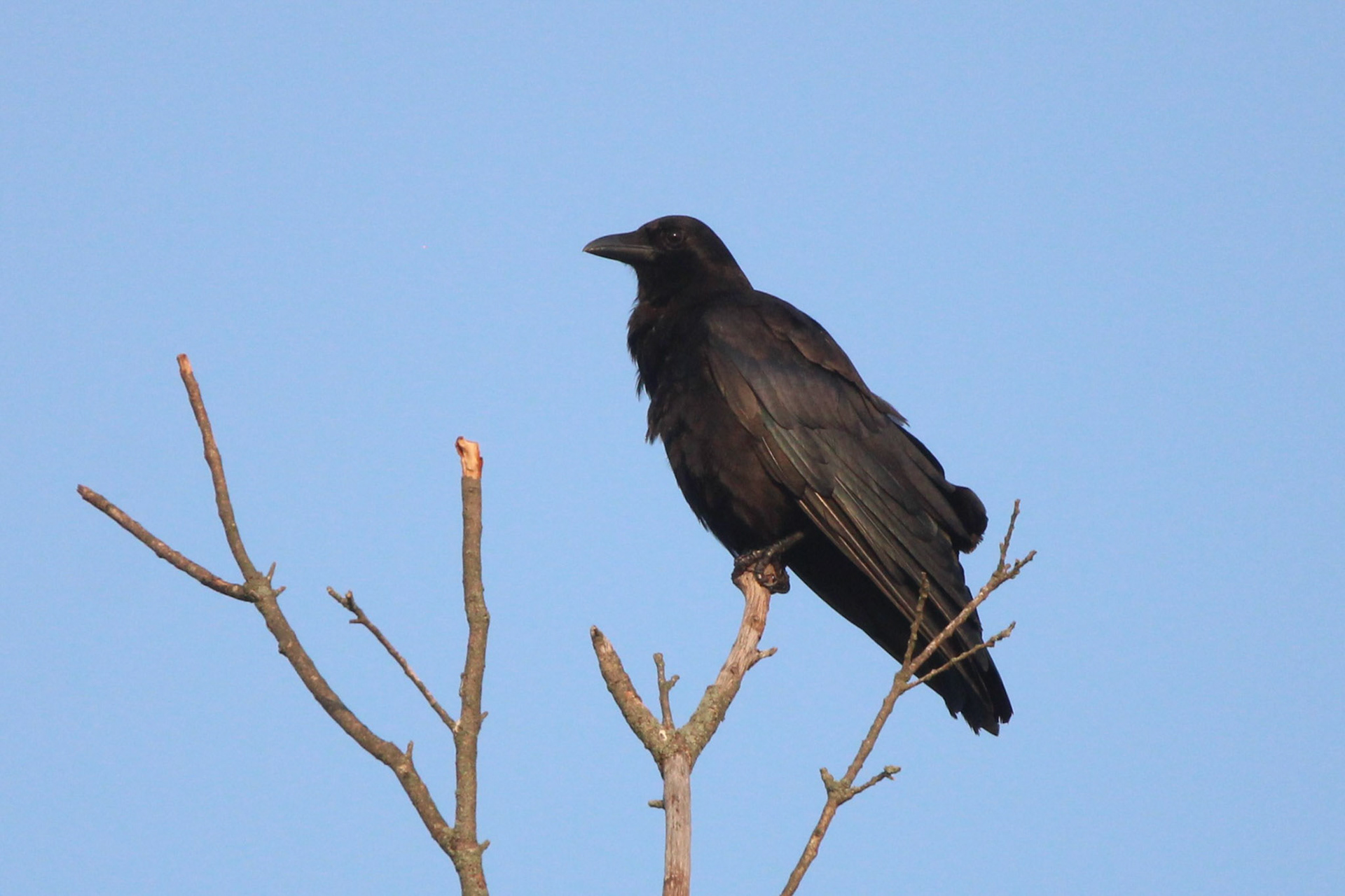 American Crow
