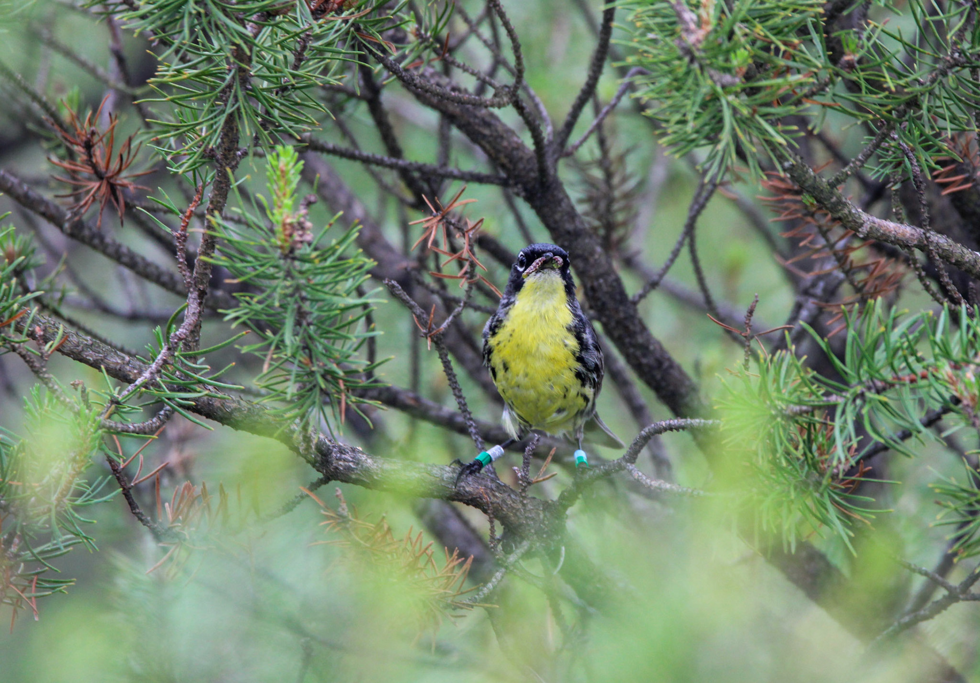 Kirtland's Warbler - Huron National Forest