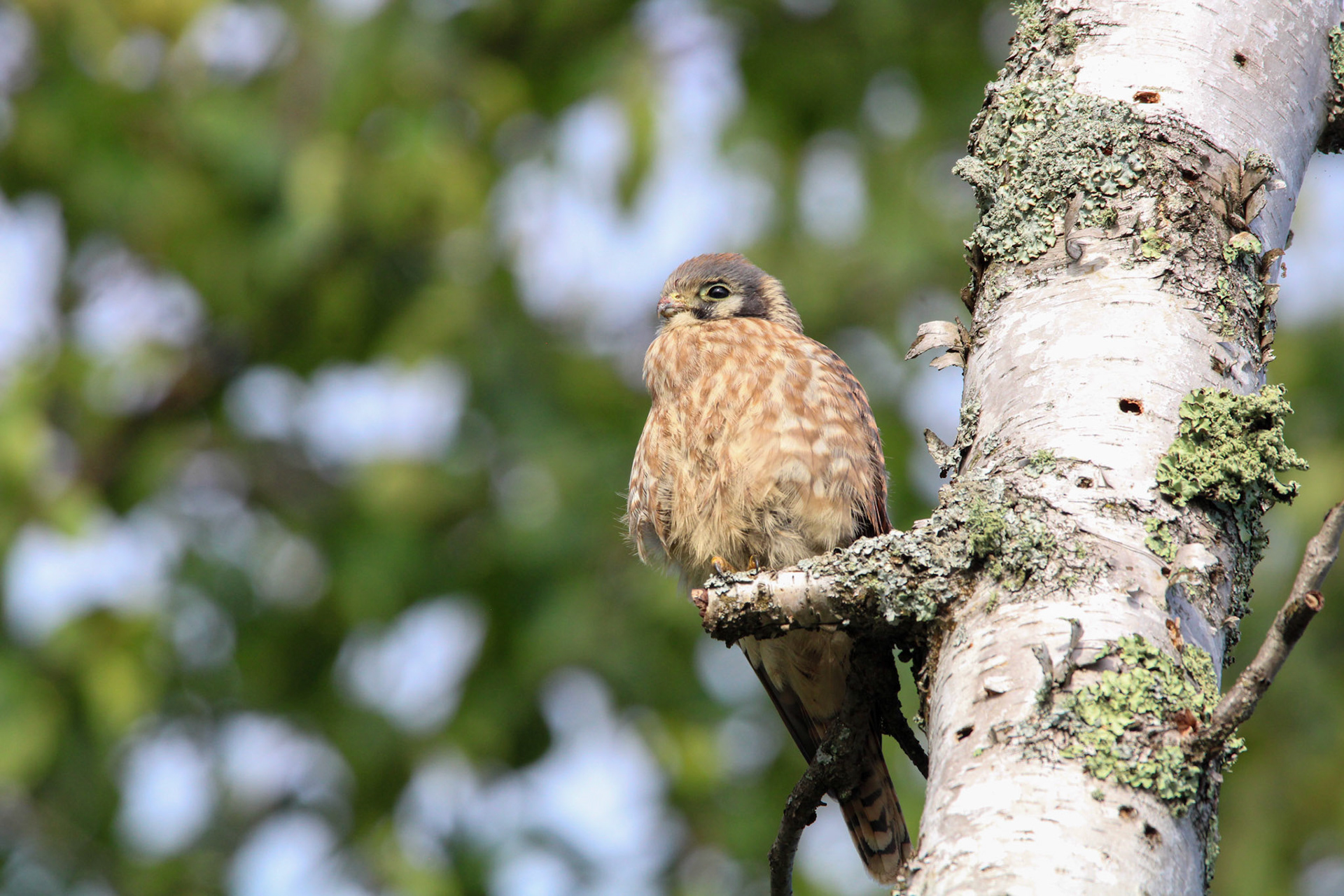 American Kestrel - Shipwreck Creek Campground