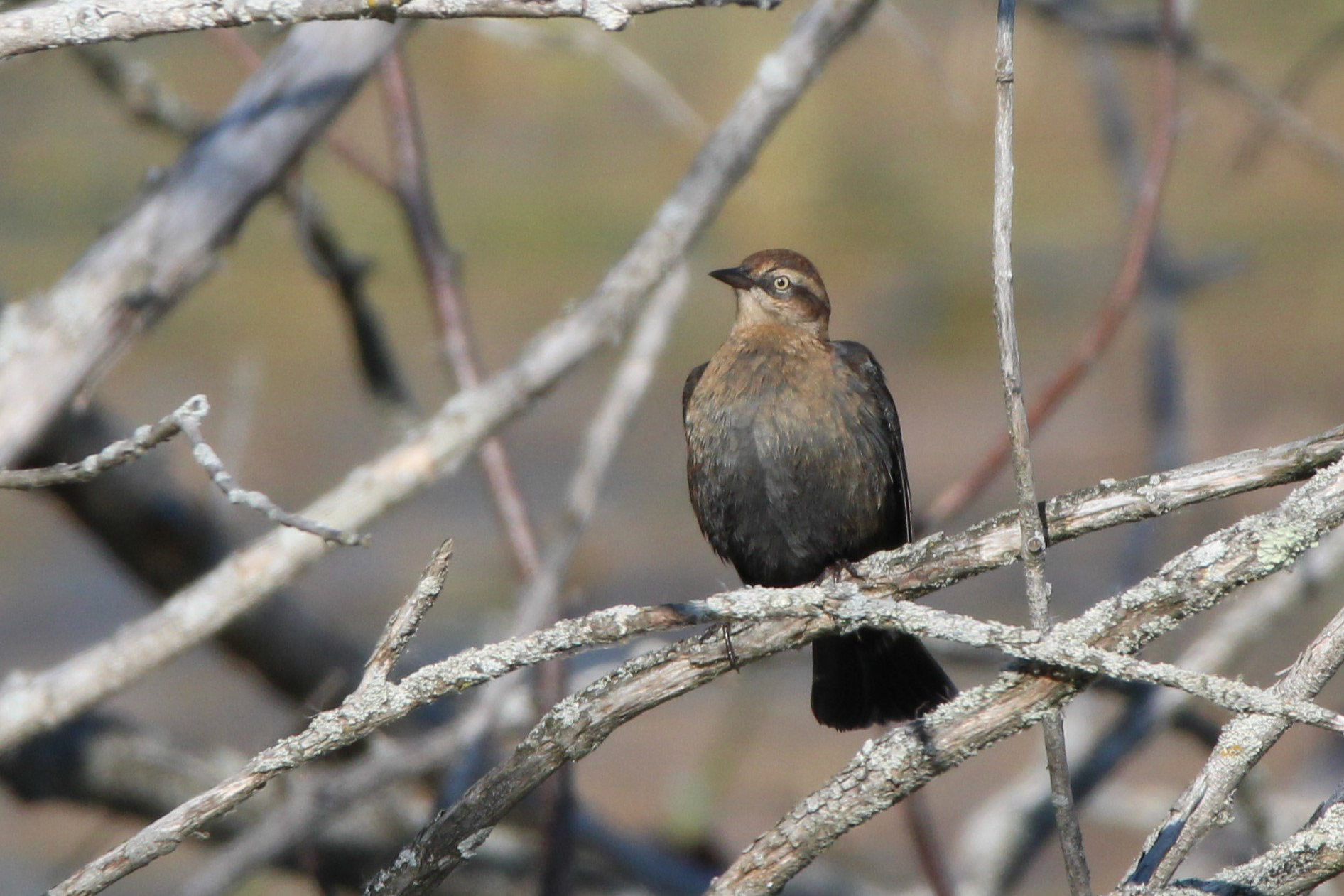 Rusty Blackbird