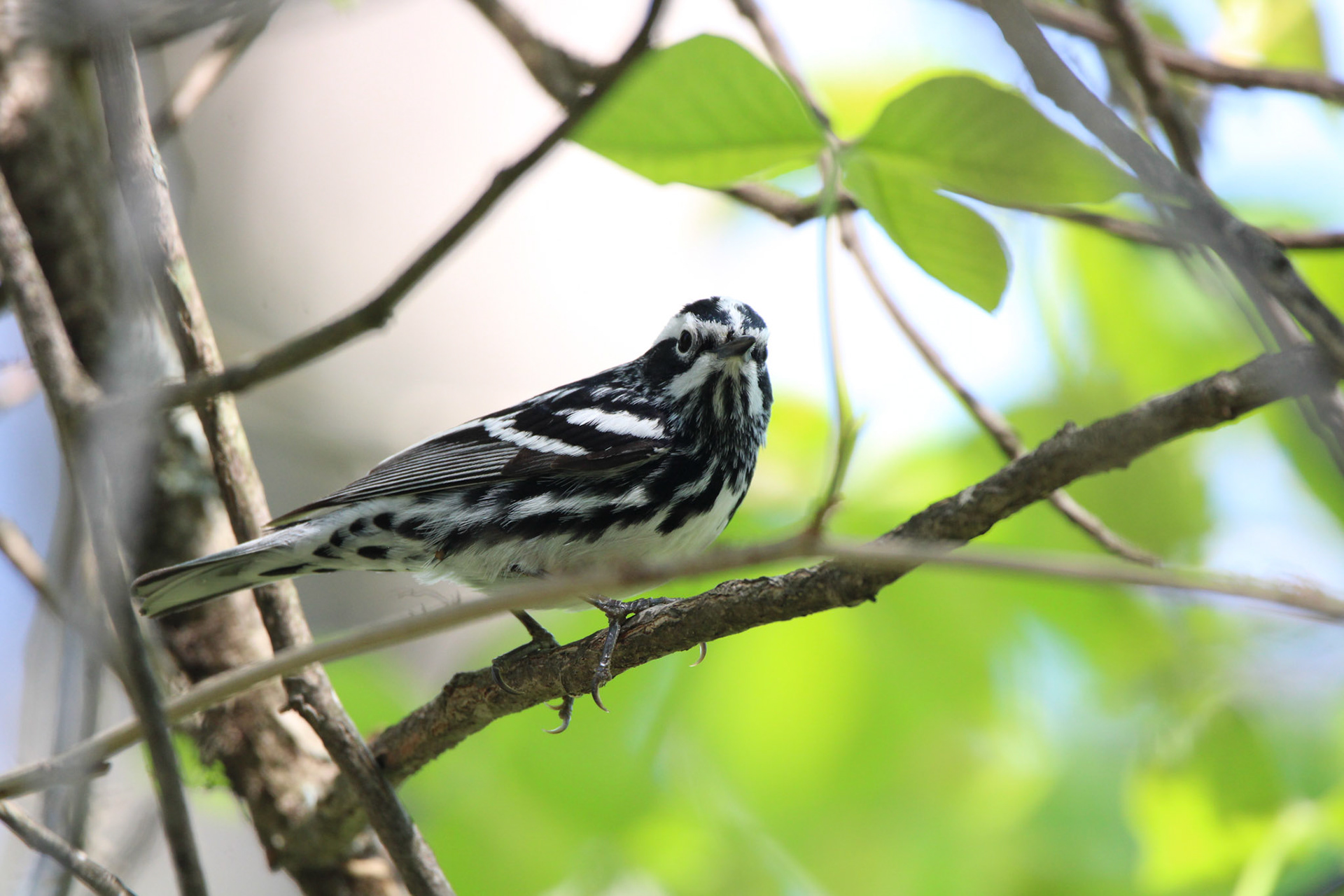 Black-and-White Warbler