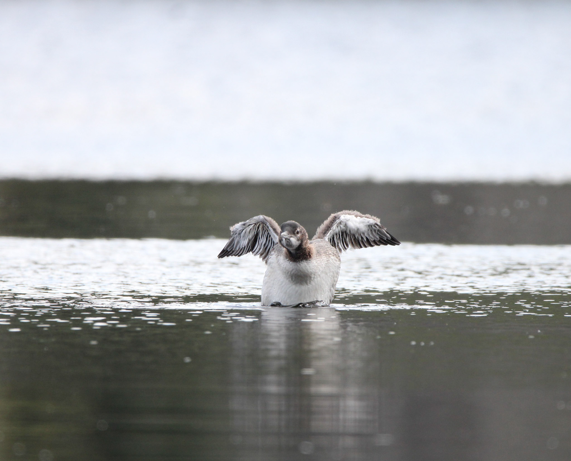 Common Loon juvenile