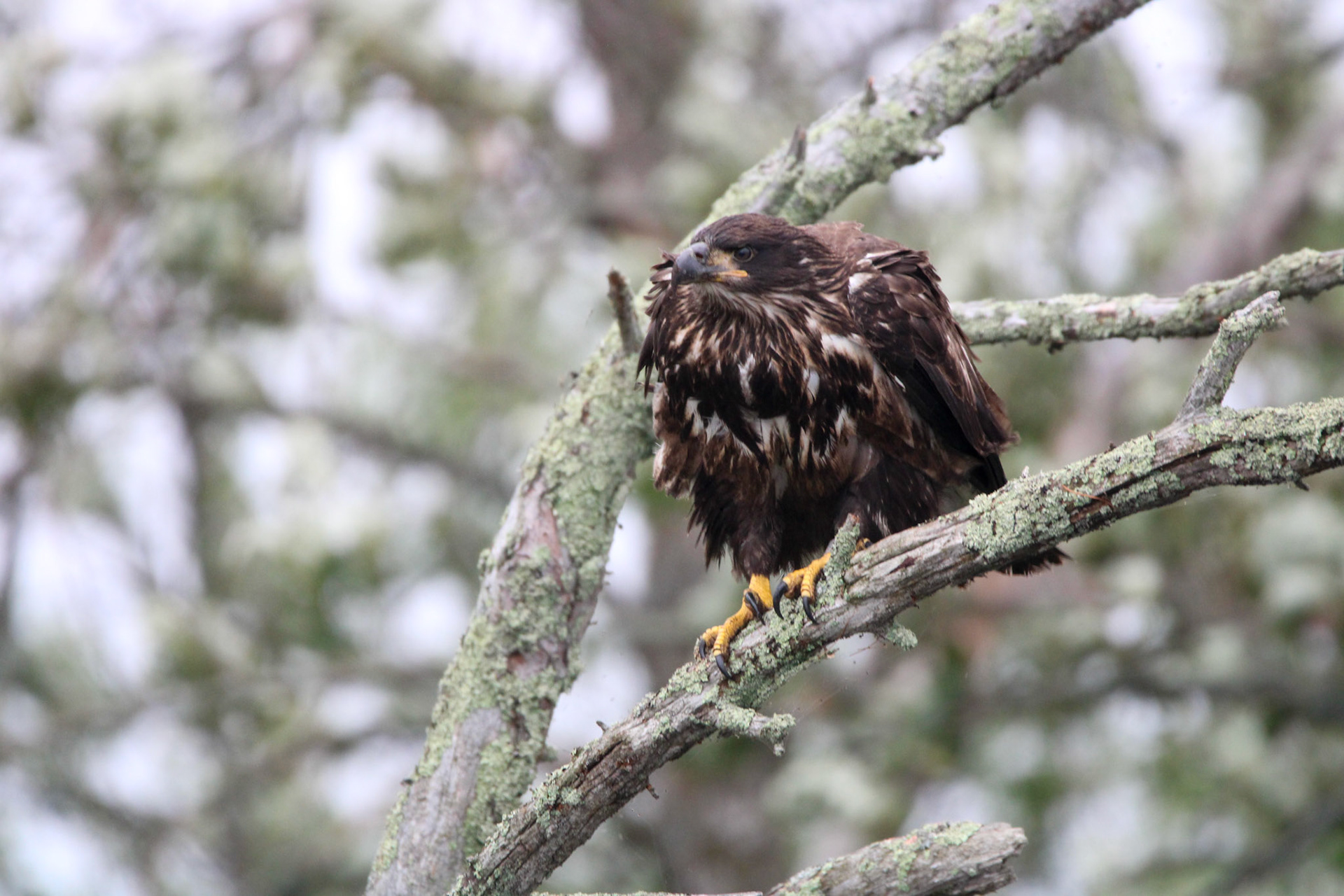 Bald Eagle - Voyageurs National Park