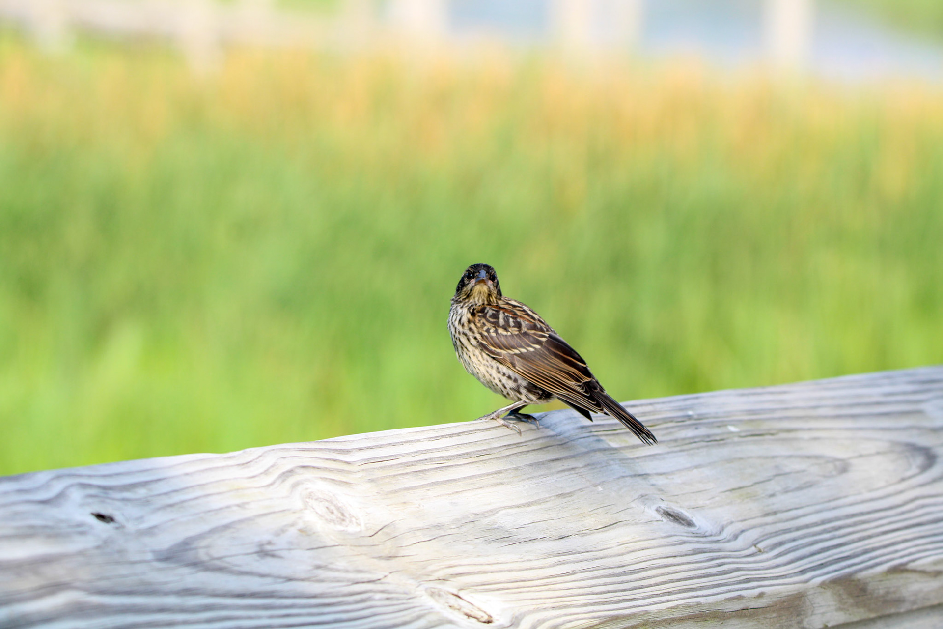 Red-winged Blackbird