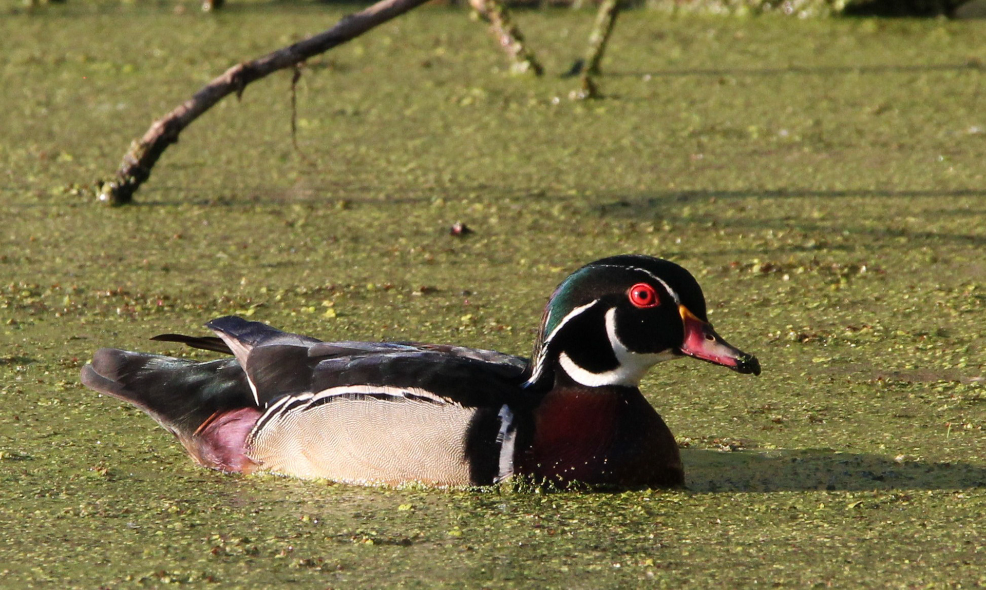 Wood Duck