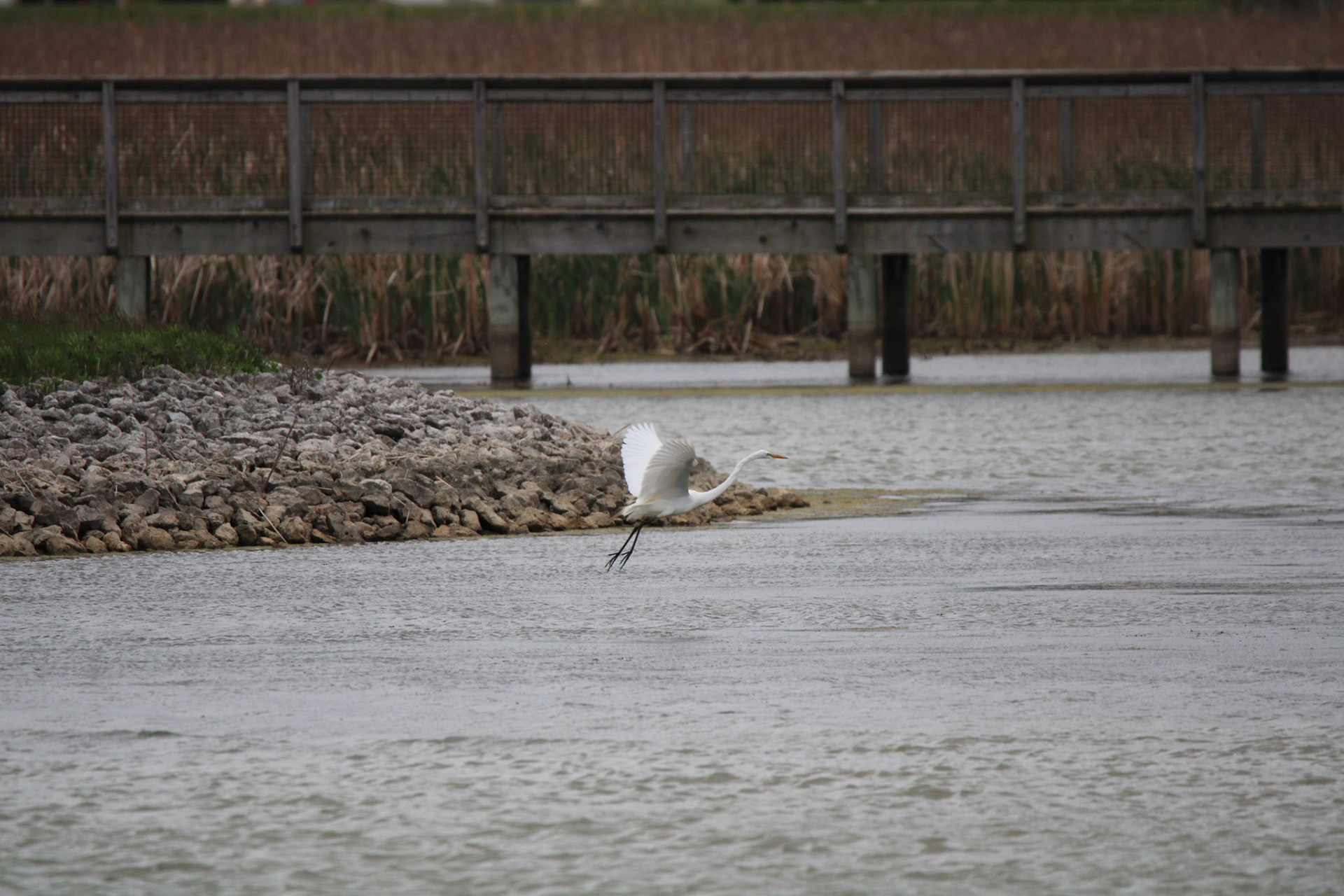 Great Egret