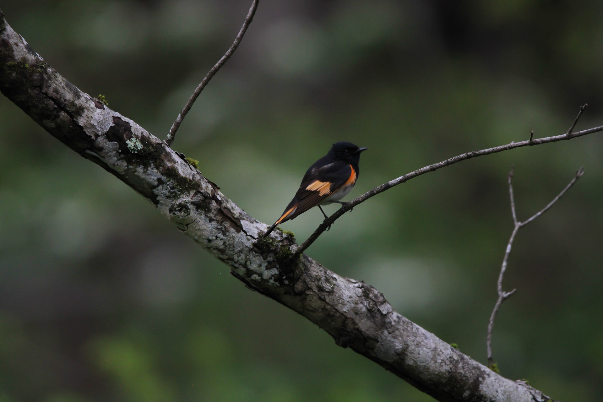 American Redstart
