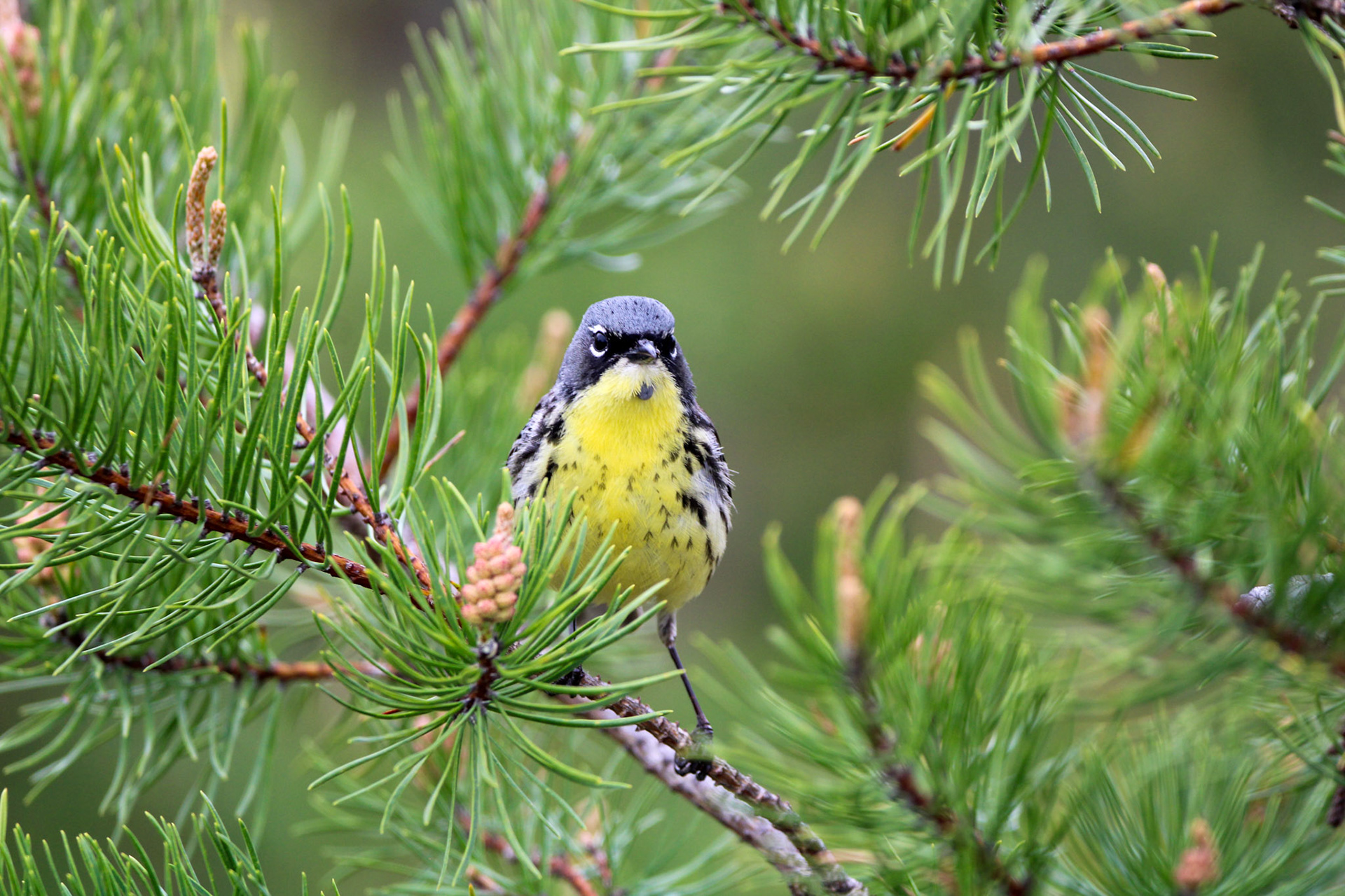 Kirtland's Warbler