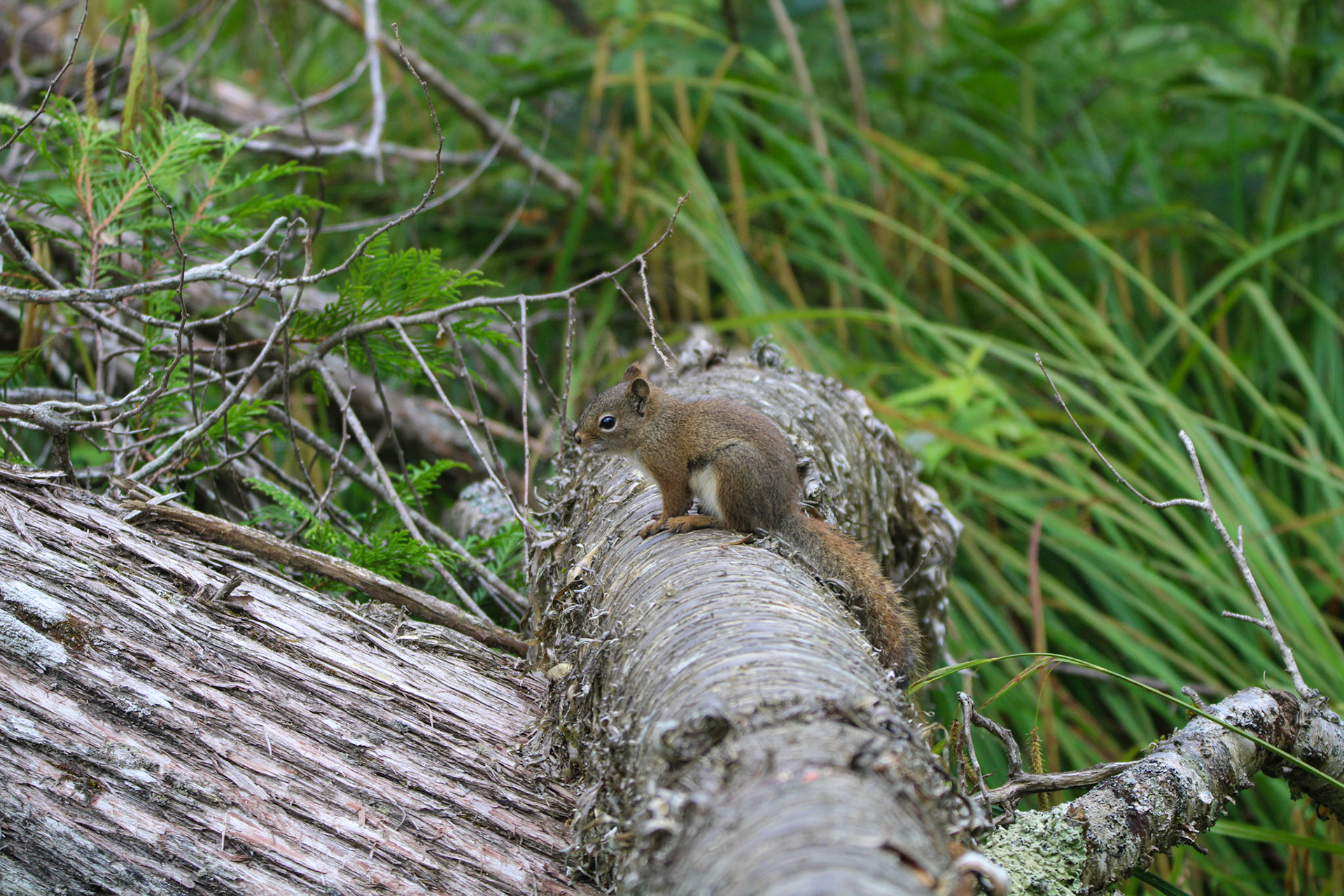 Red Squirrel - Isle Royale