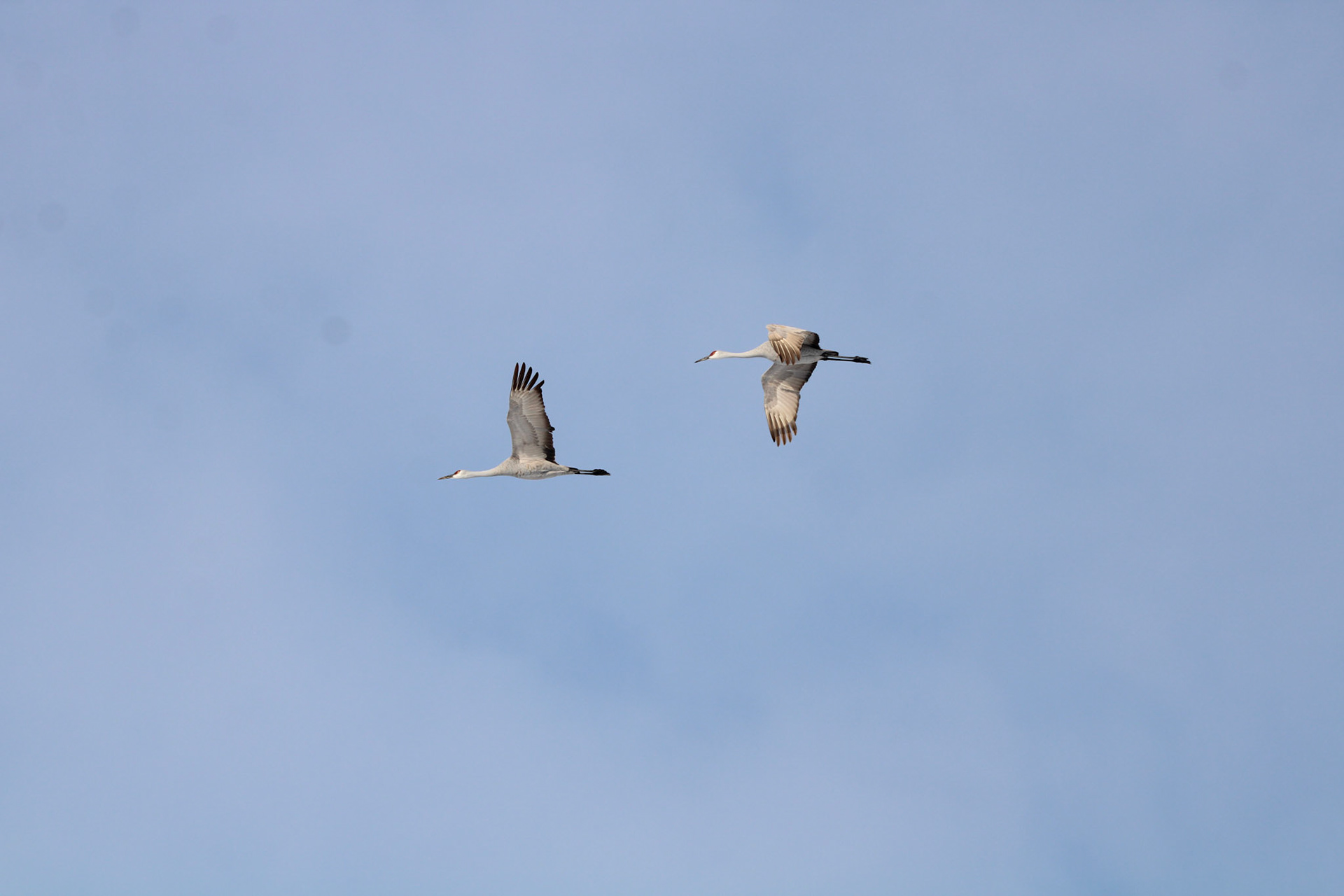 Sandhill Cranes