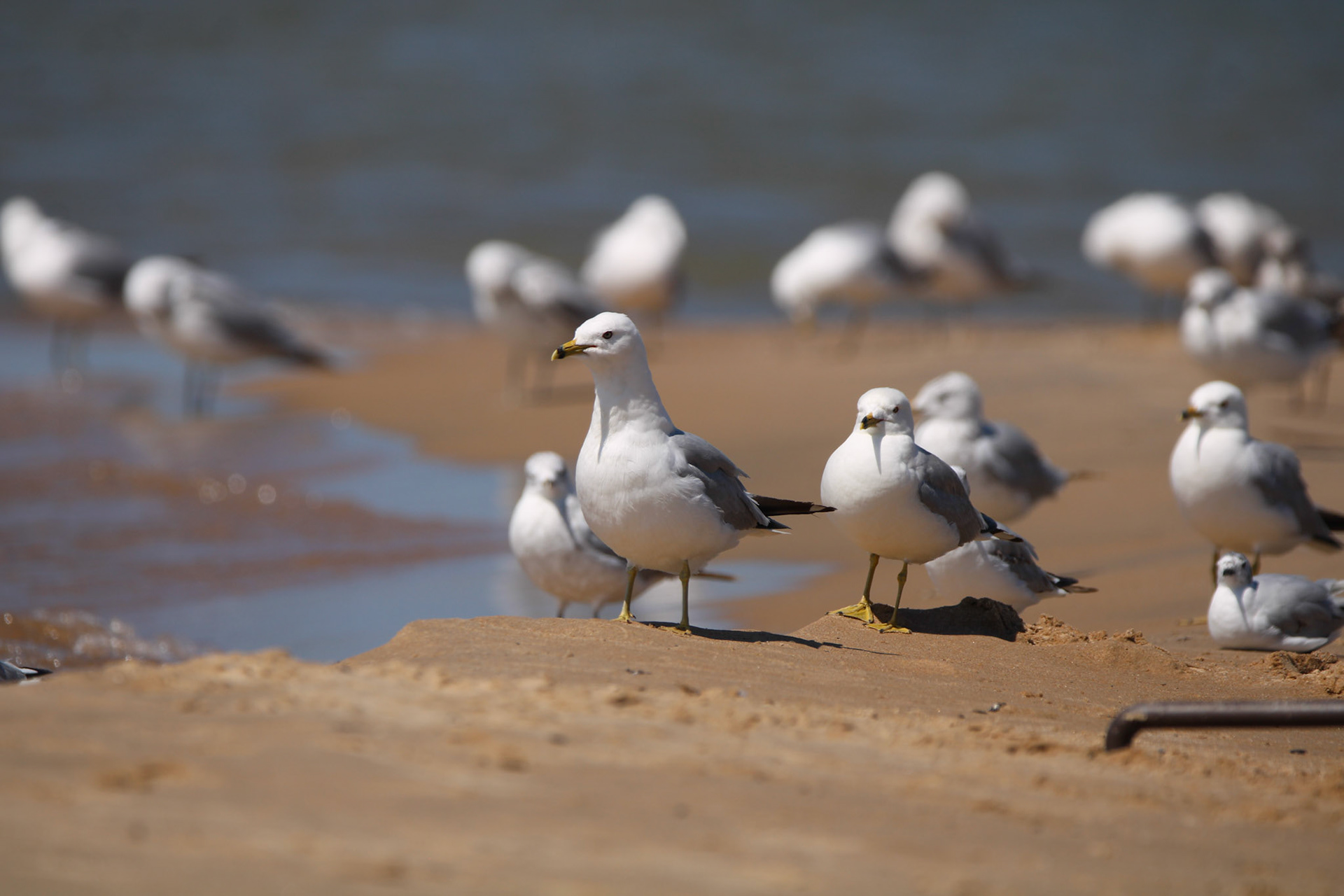 Ring-billed Gull