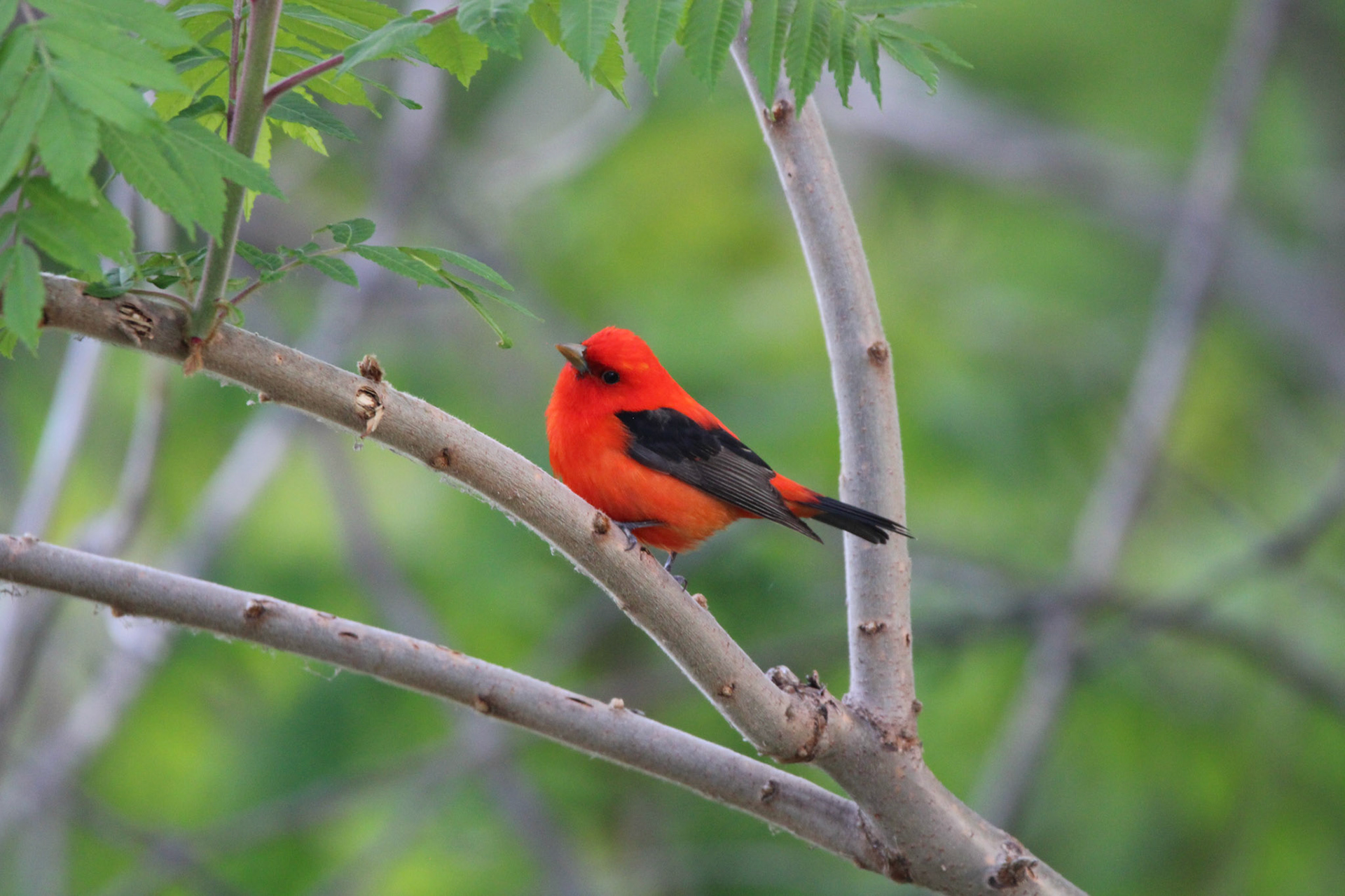 Scarlet Tanager