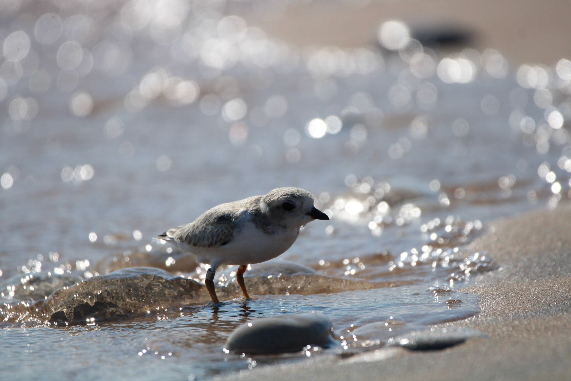 Piping Plover