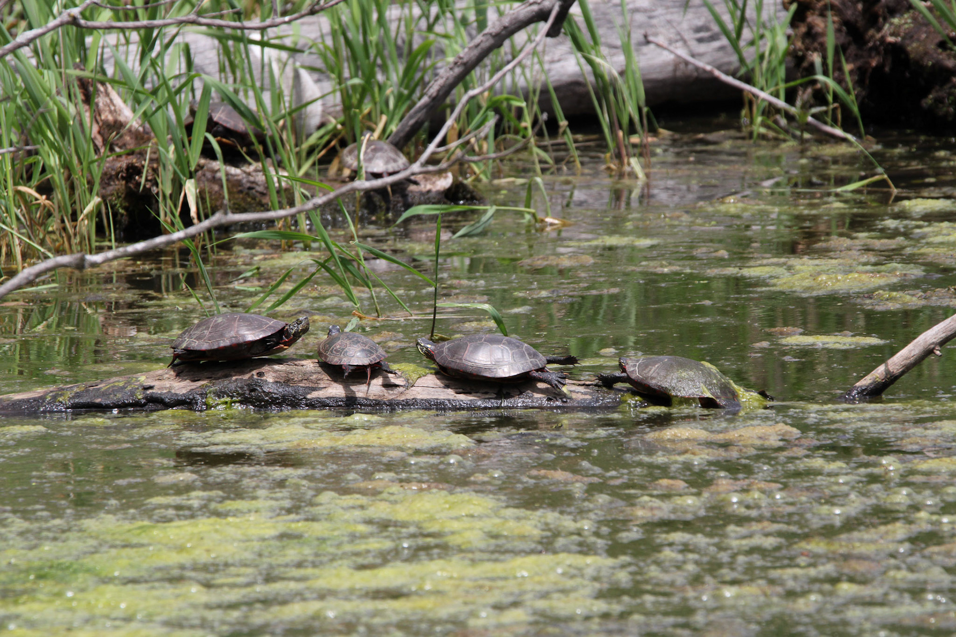Red-eared Sliders