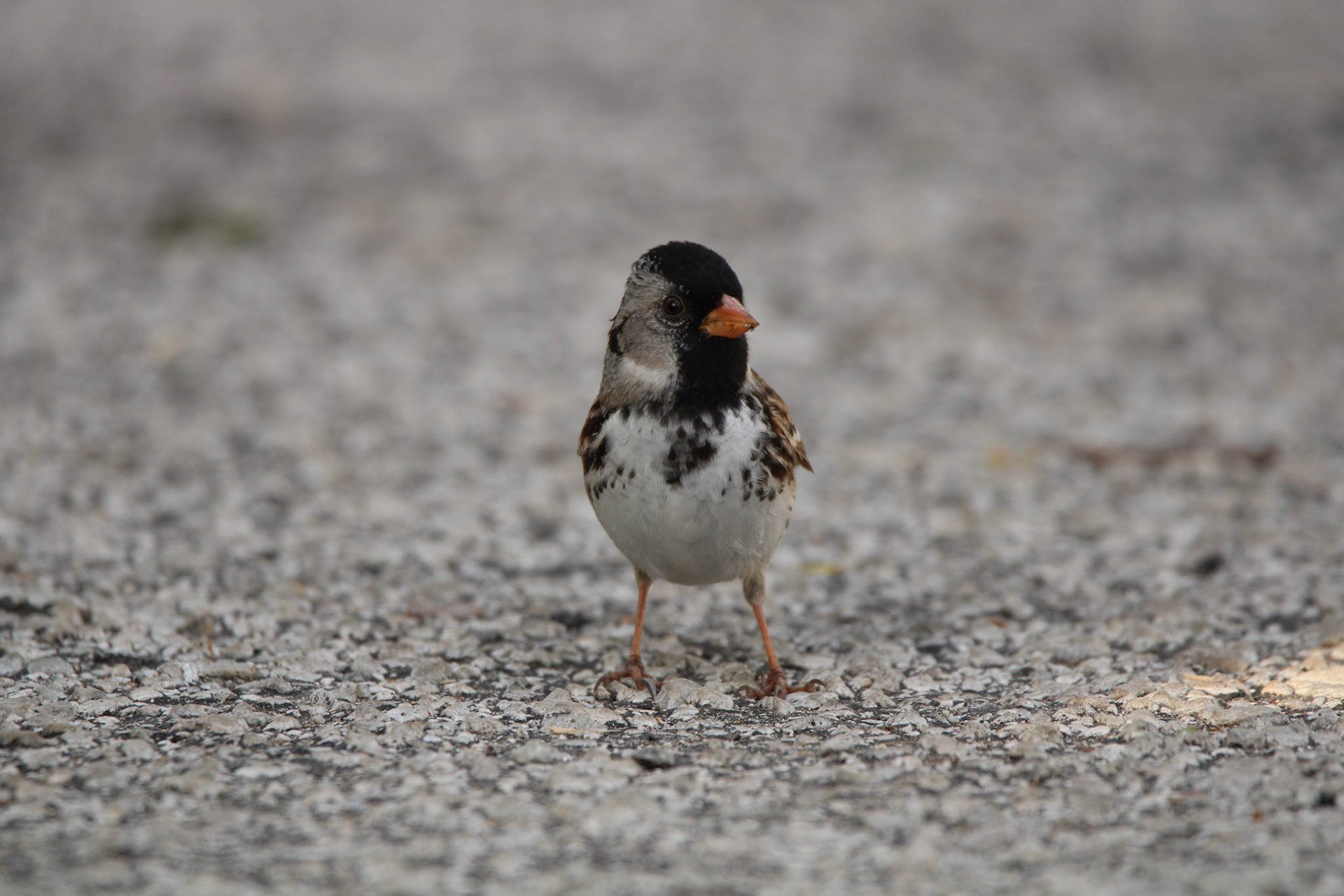 Harris's Sparrow