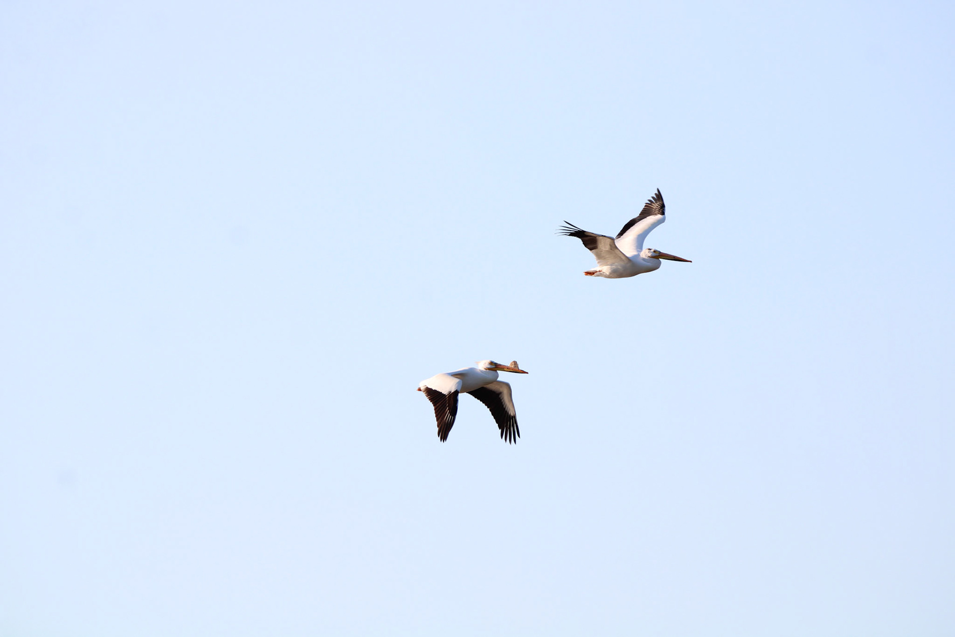 American White Pelican