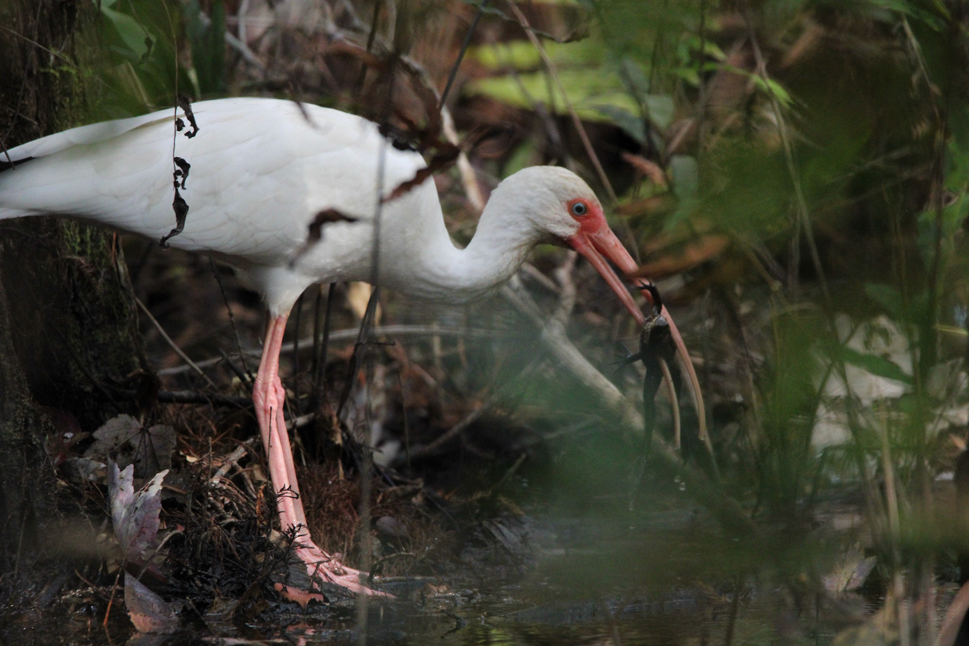 White Ibis