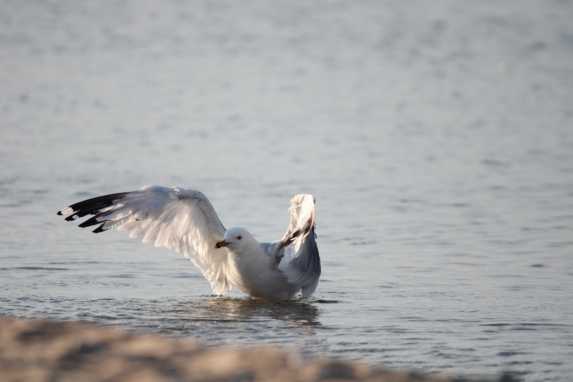Ring-billed Gull