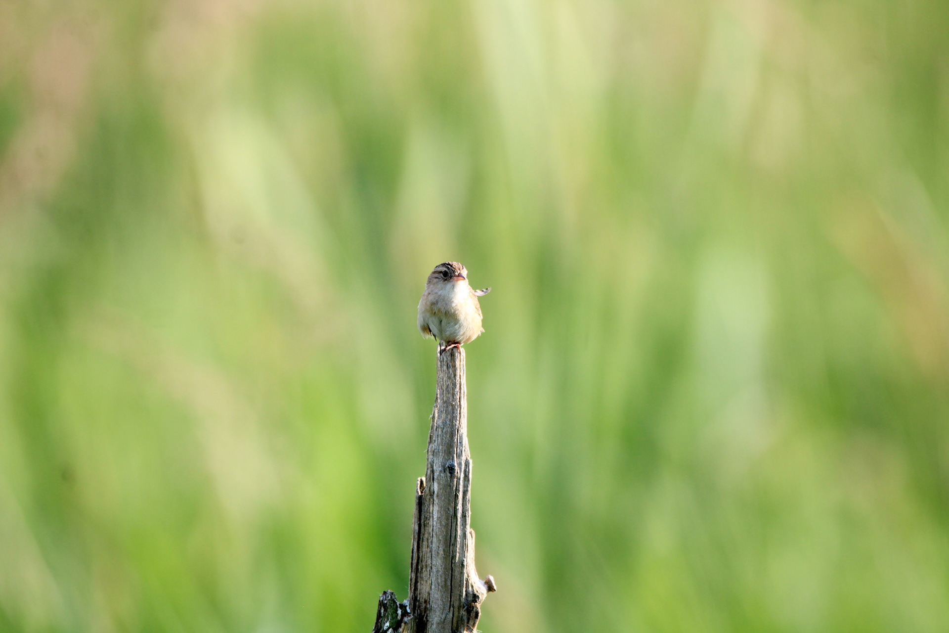 Sedge Wren