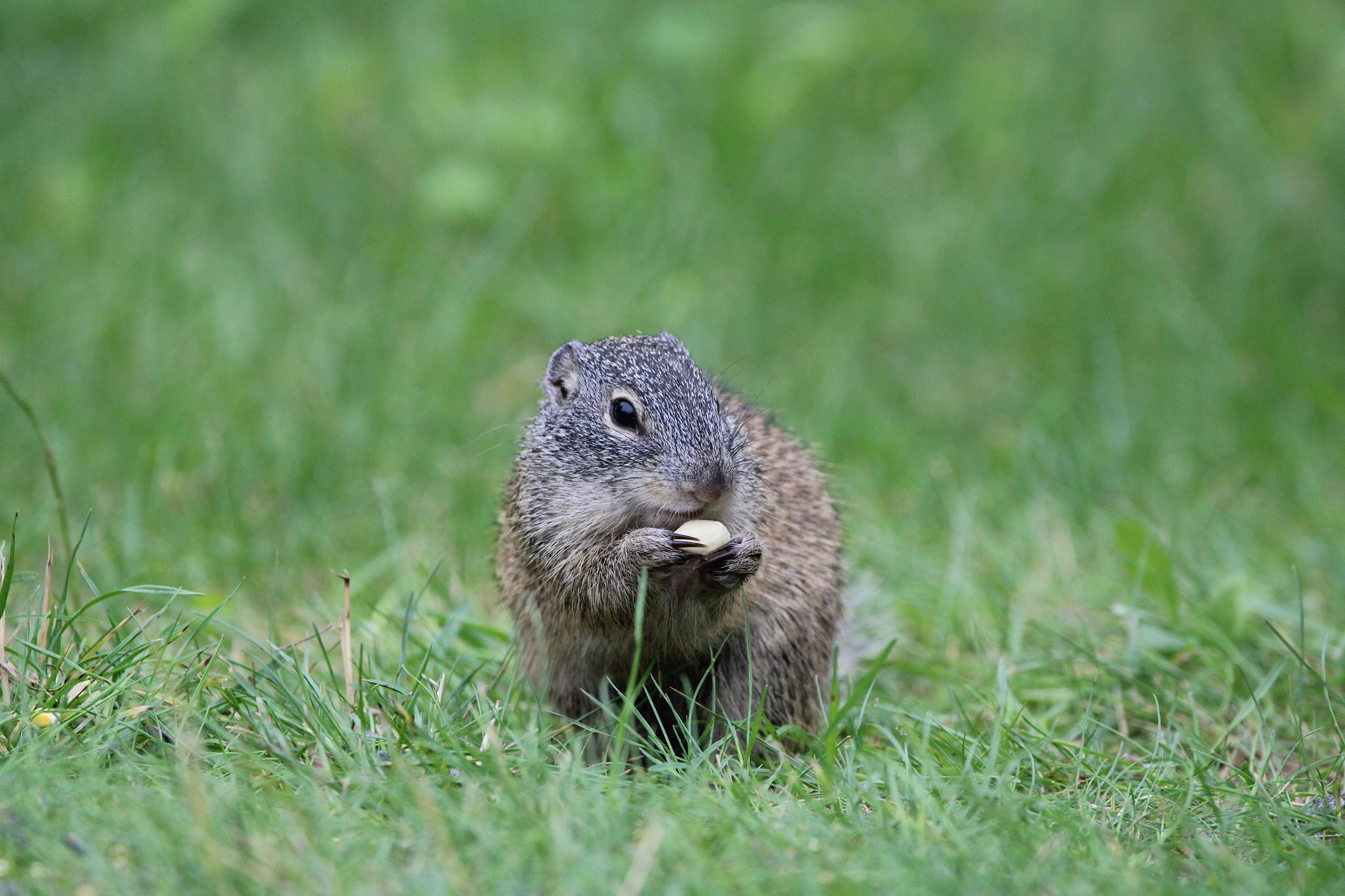 Franklin's Ground Squirrel - Shipwreck Creek Campground