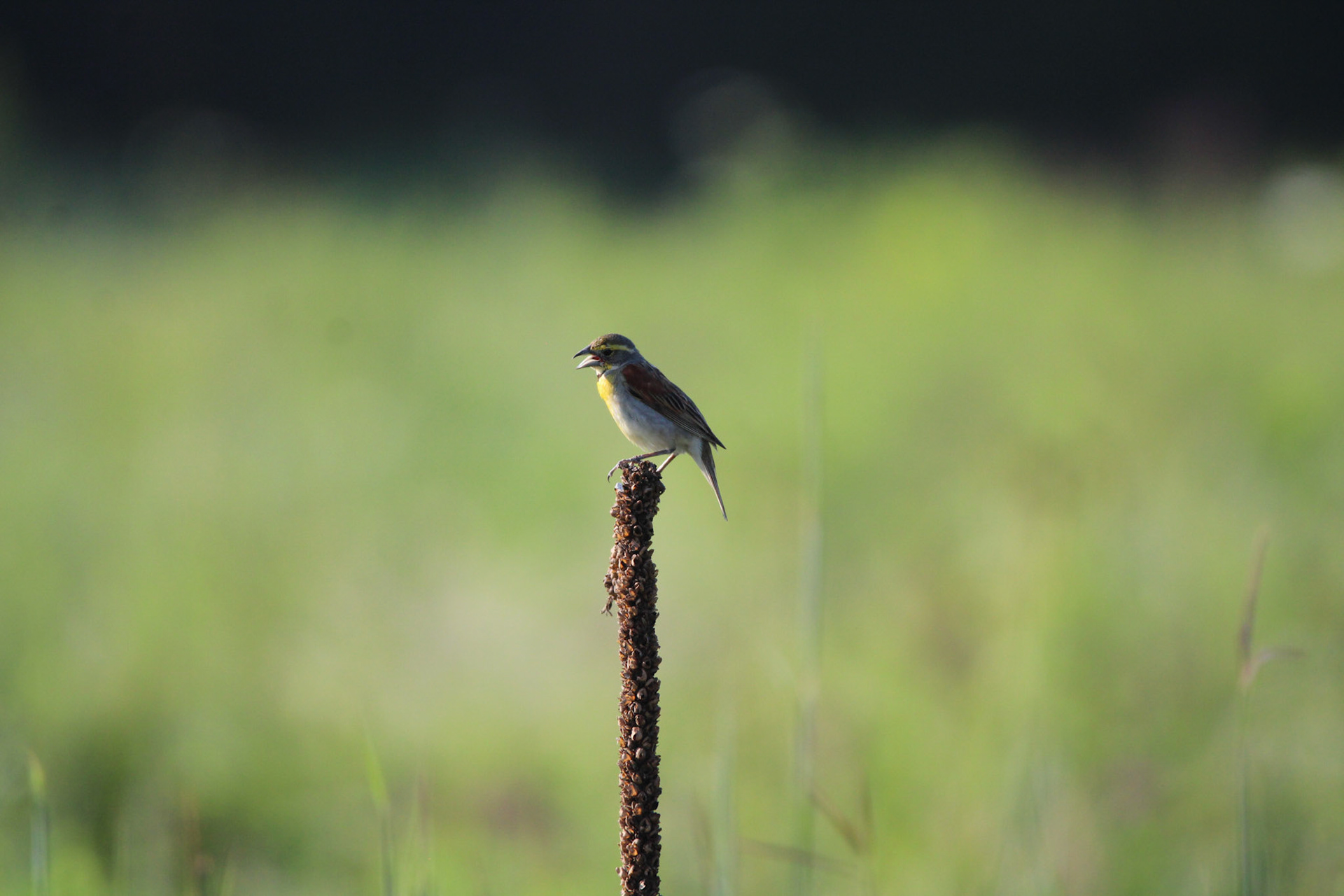 Dickcissel