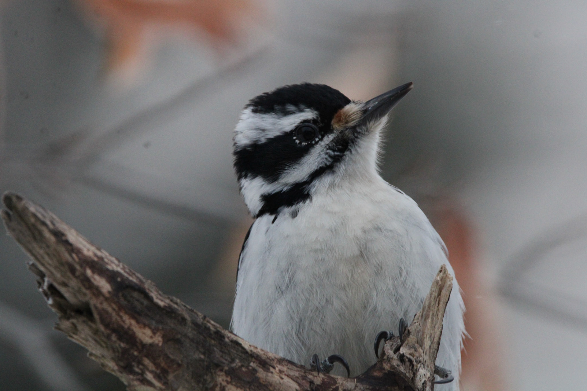Hairy Woodpecker