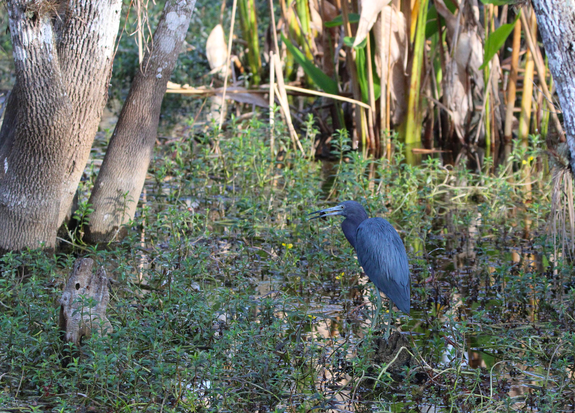 Little Blue Heron
