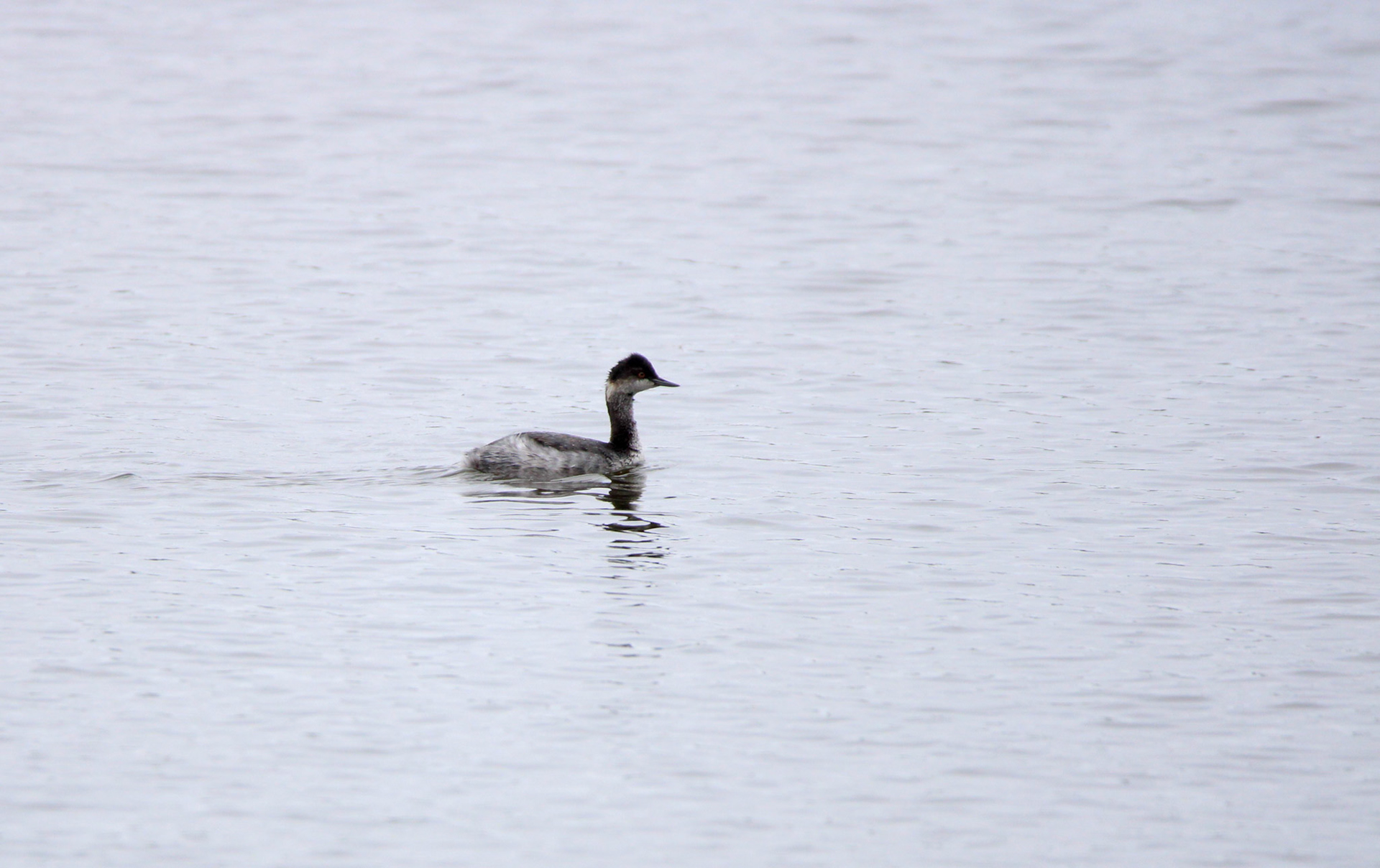 Eared Grebe - Rodeo Lagoon
