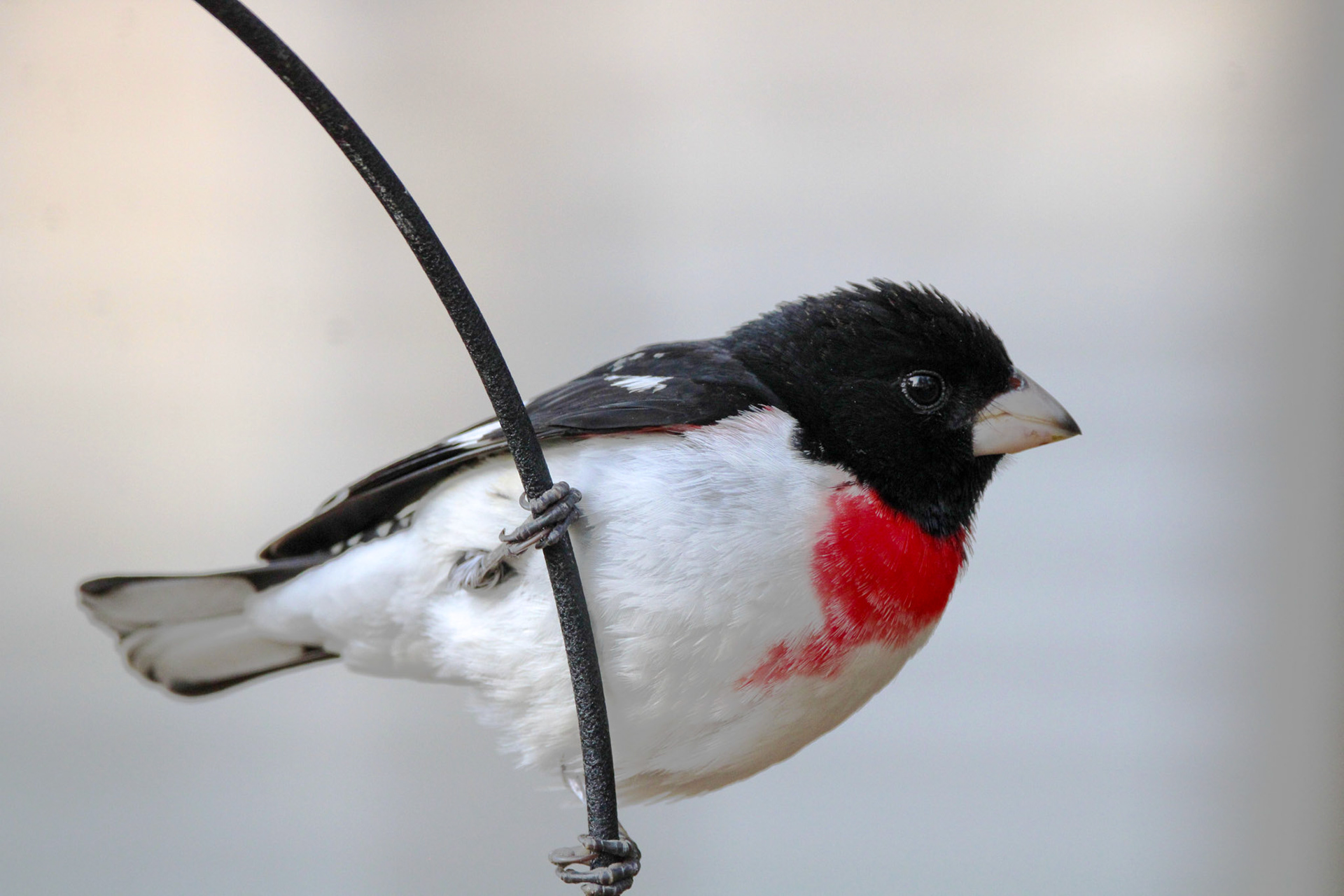 Rose-breasted Grosbeak