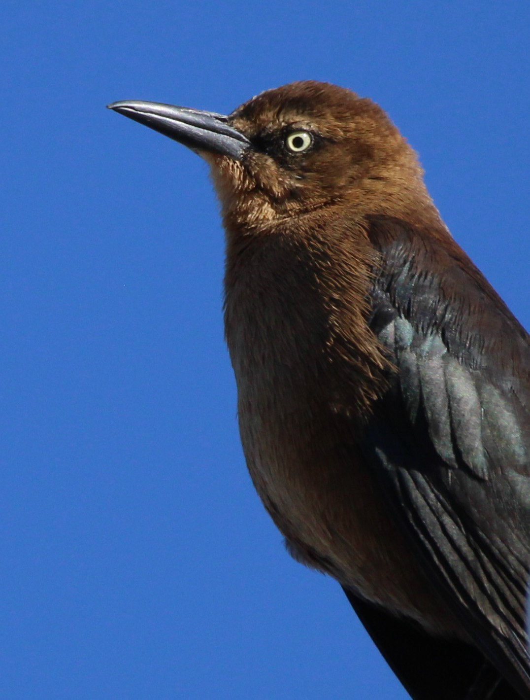 Great-tailed Grackle