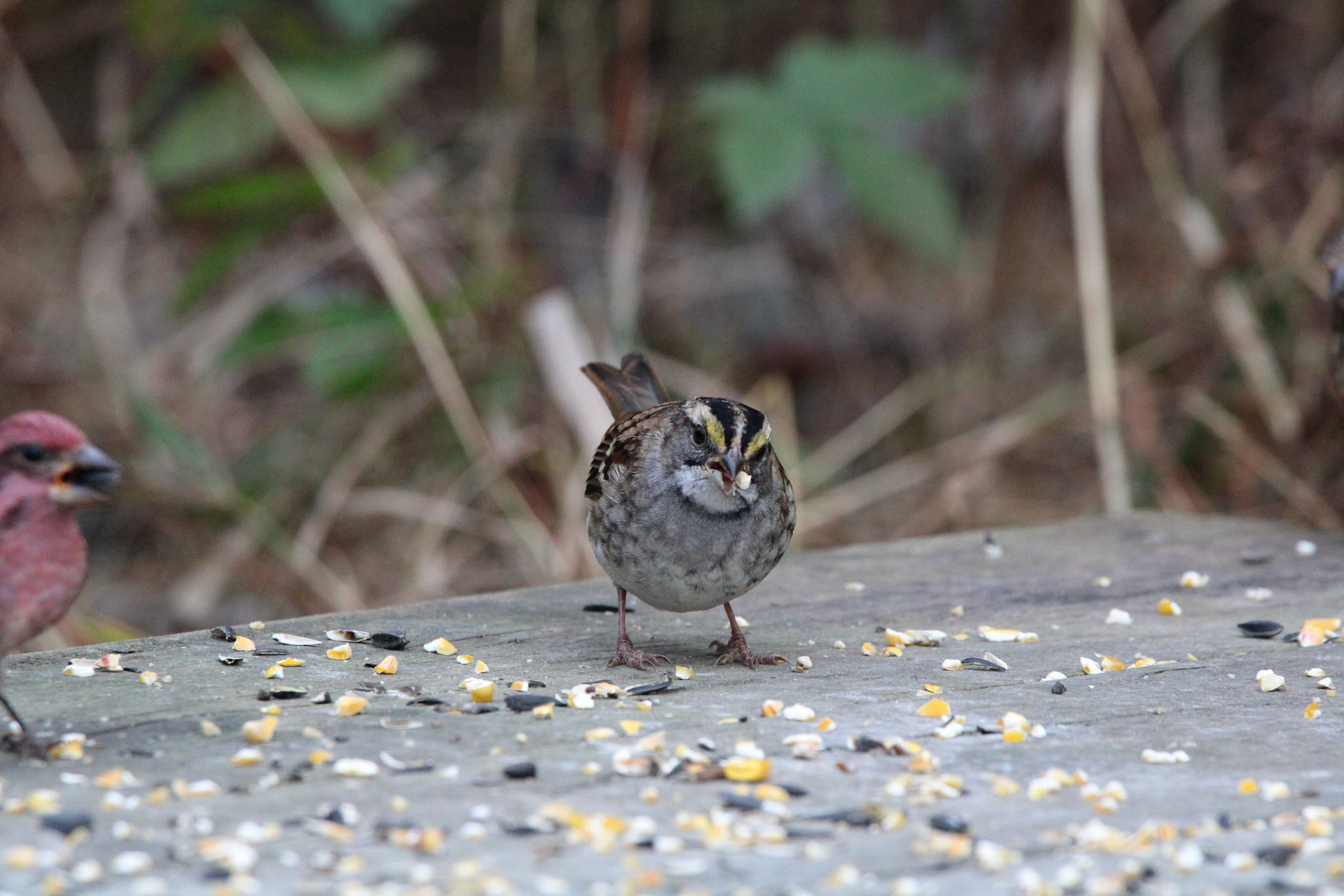 White-throated Sparrow