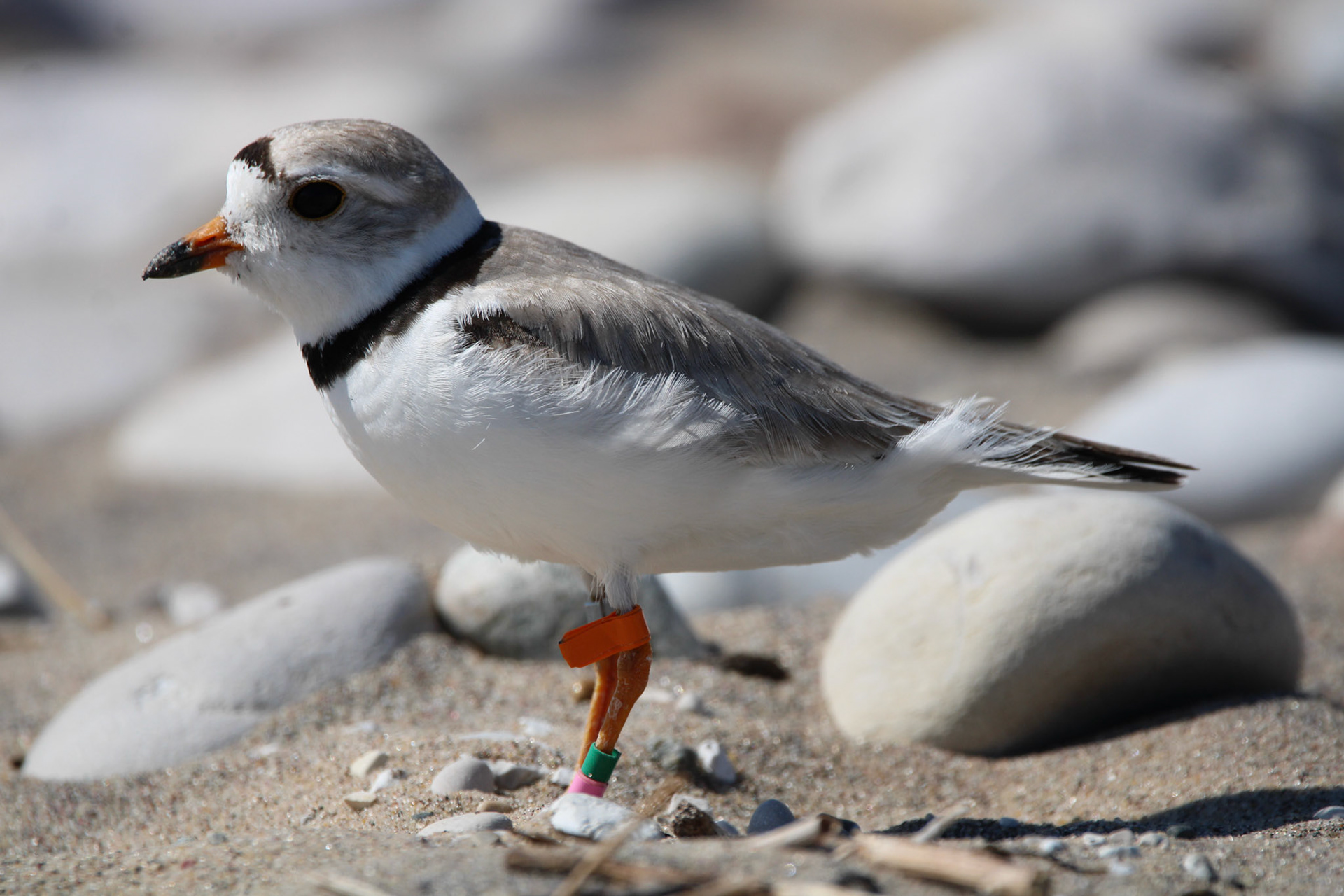 Piping Plover