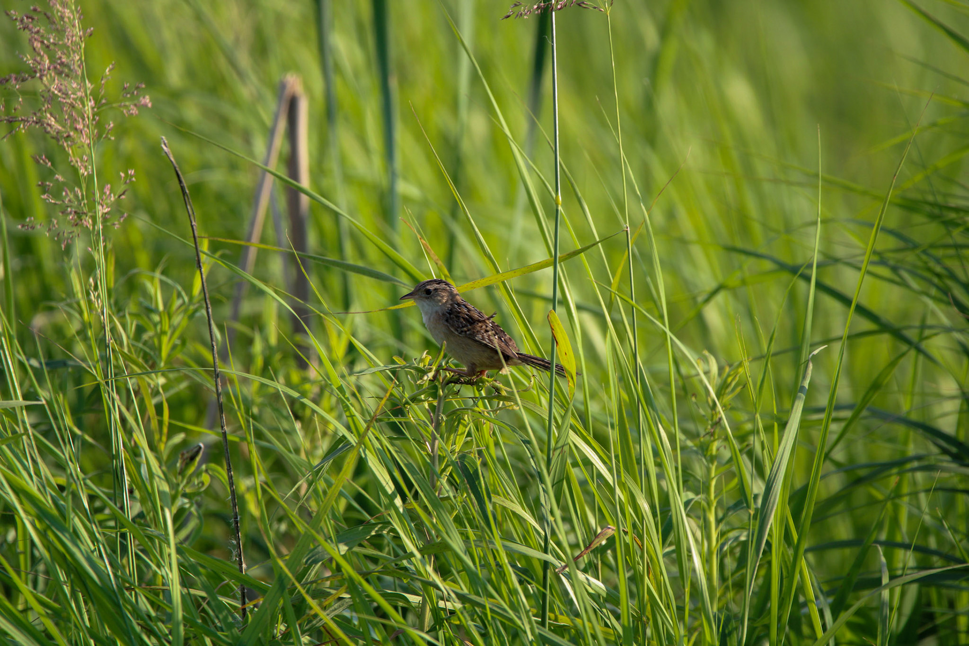 Sedge Wren