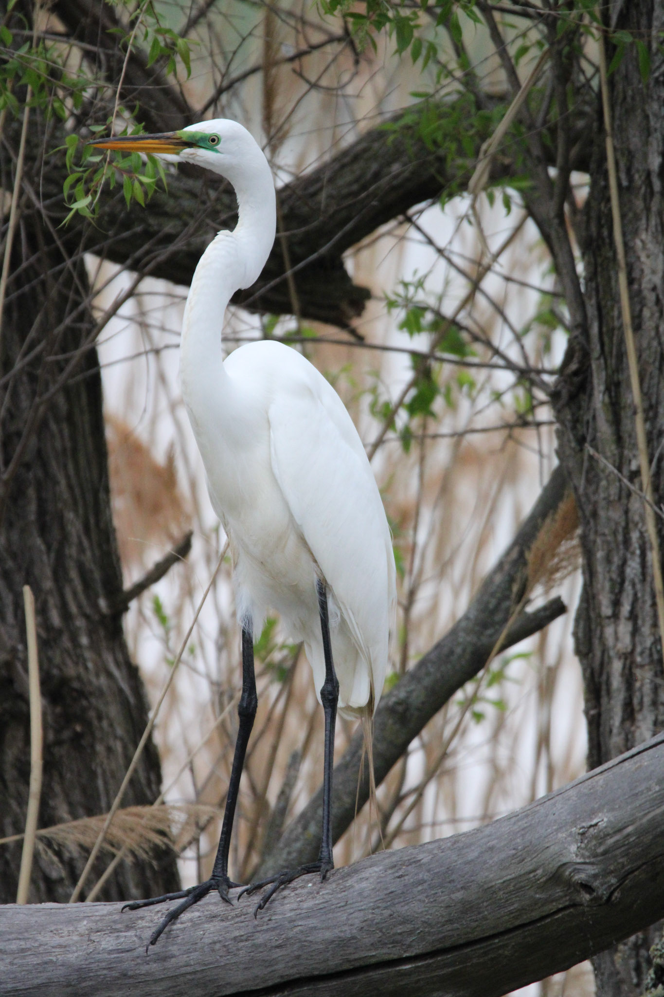 Great Egret