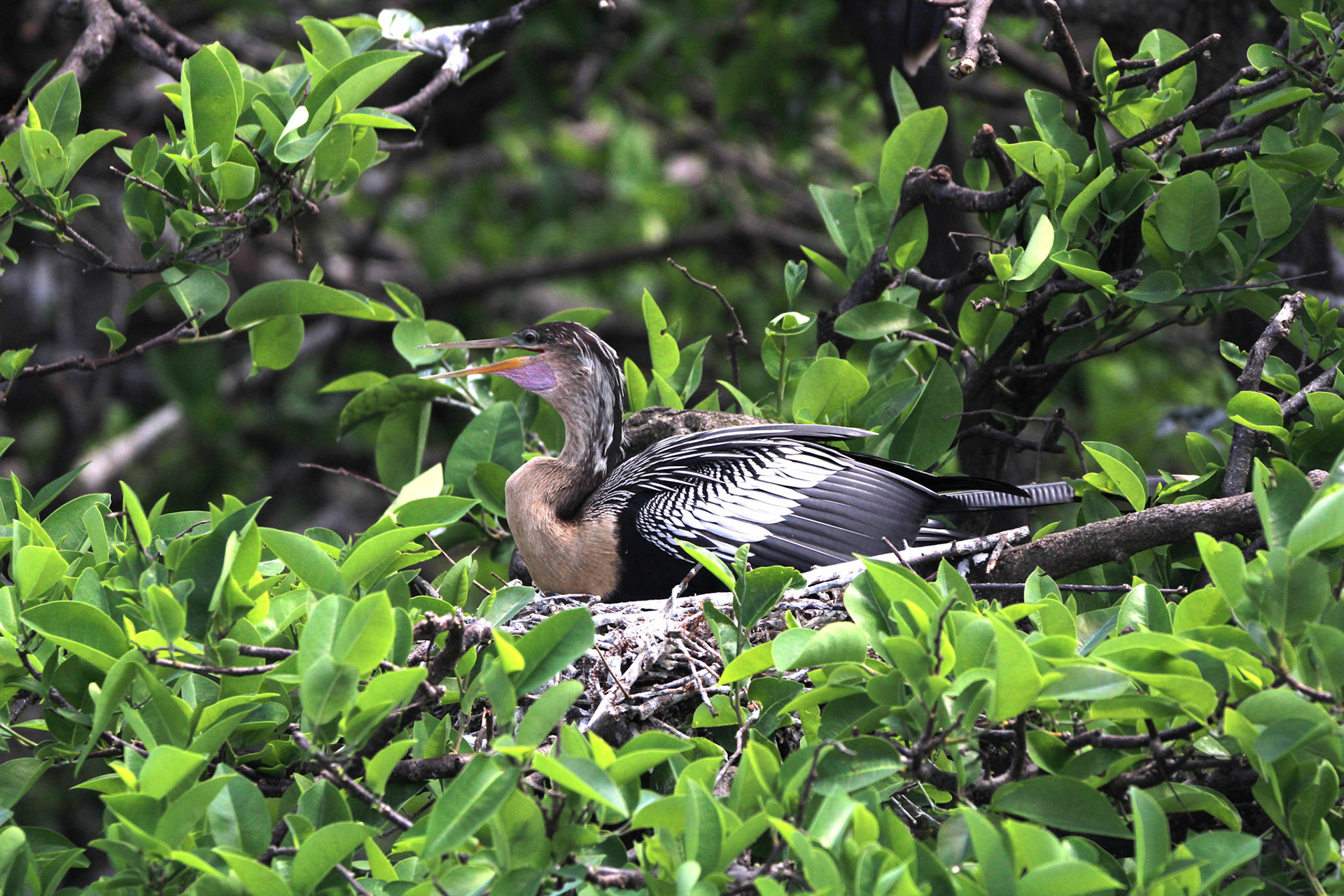 Anhinga - Wakodahatchee Wetlands